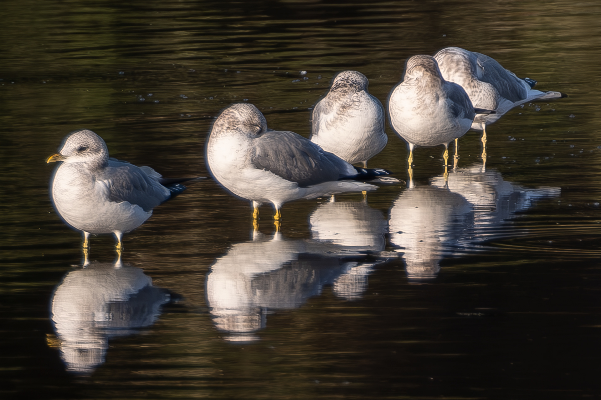 Short-billed Gulls, Spencer Spit