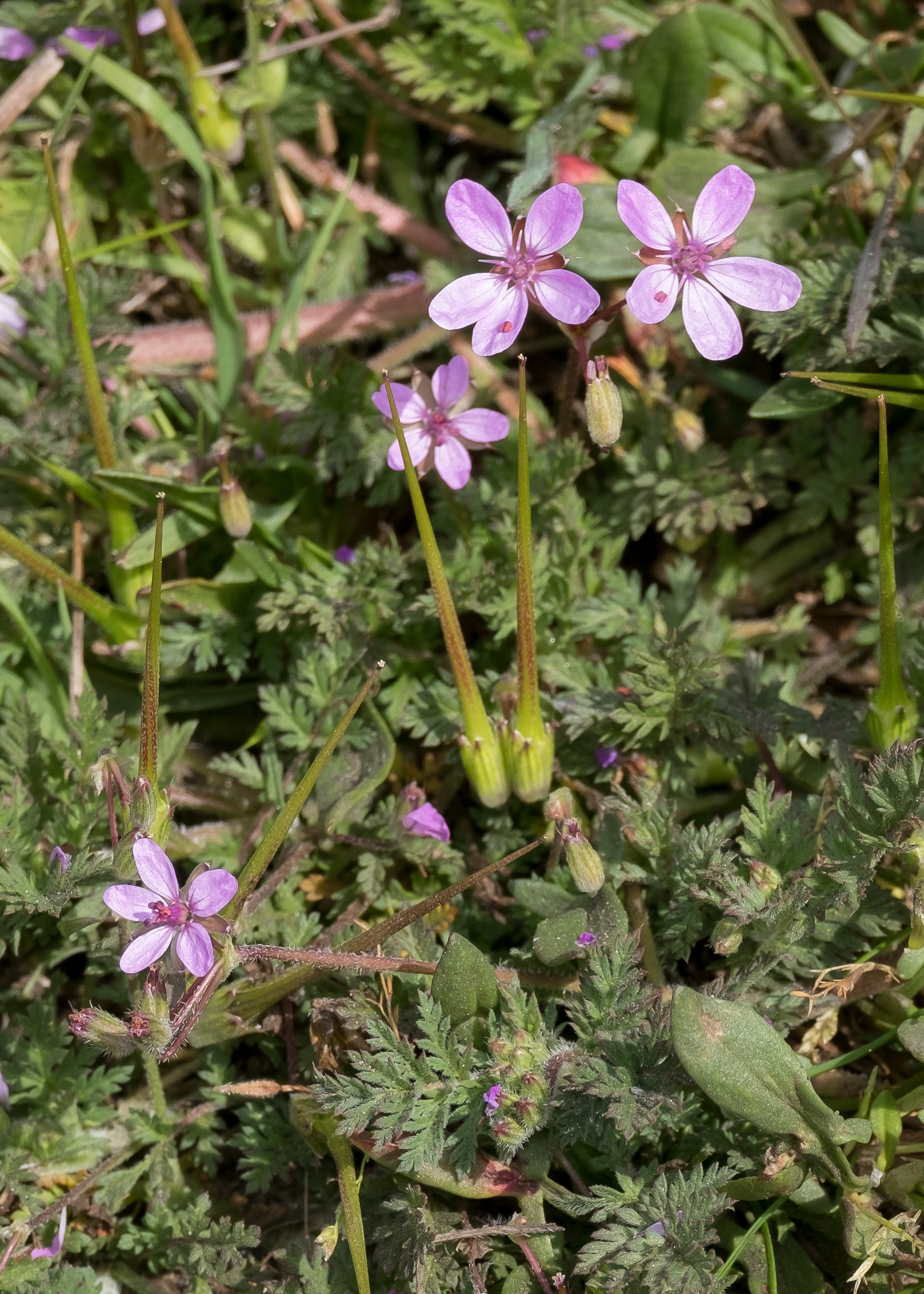 Common stork's bill (Erodium cicutarium), Iceberg Point