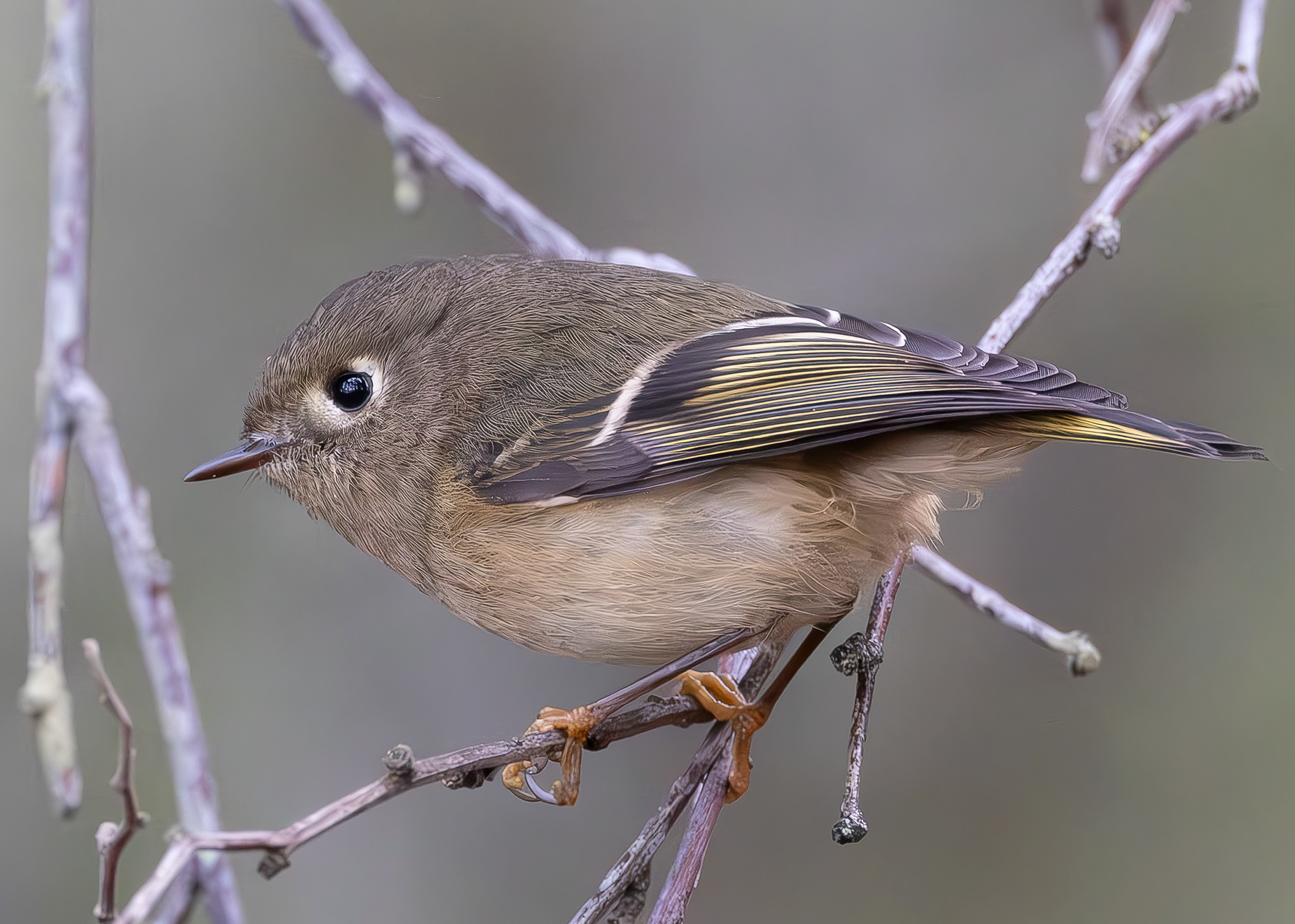 Ruby-crowned Kinglet, Iceberg Point