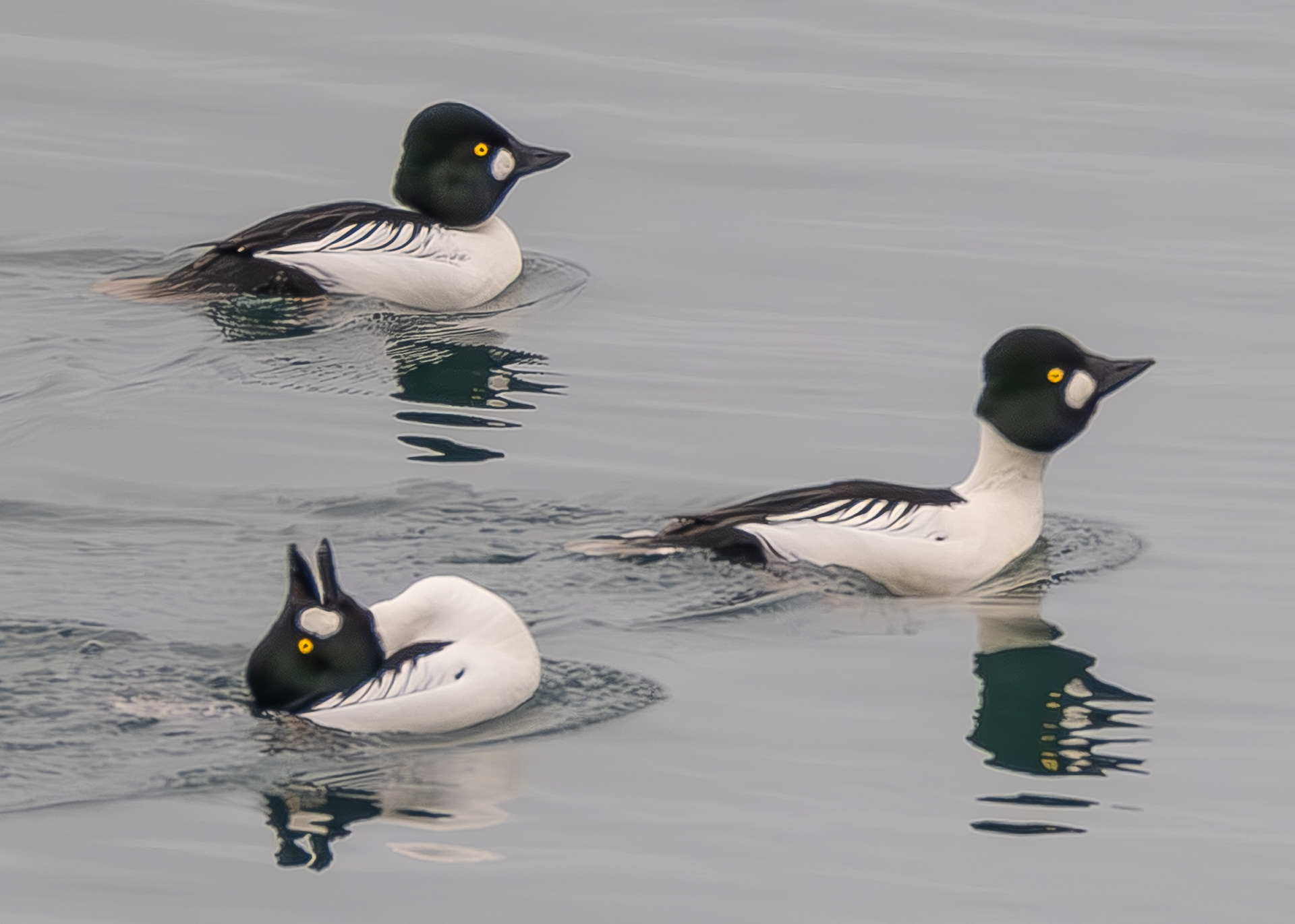 Common Goldeneye, Odlin Park
