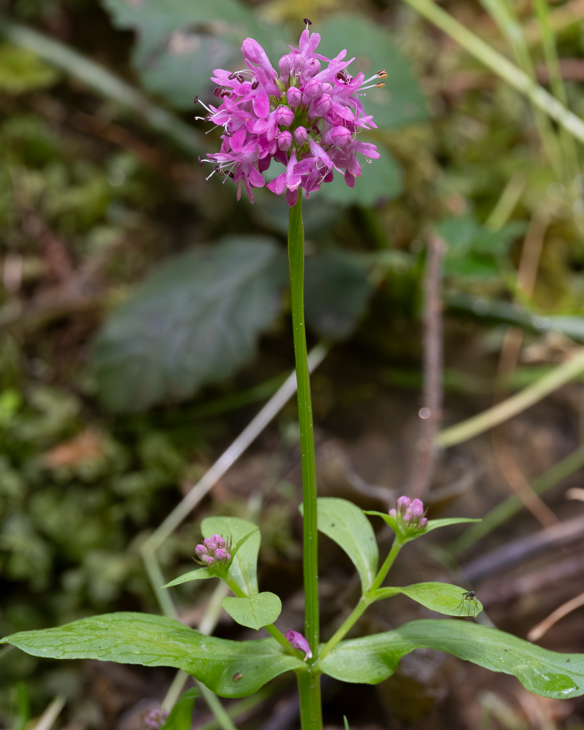 Shortspur Seablush (Plectritis congesta), Lopez Hill