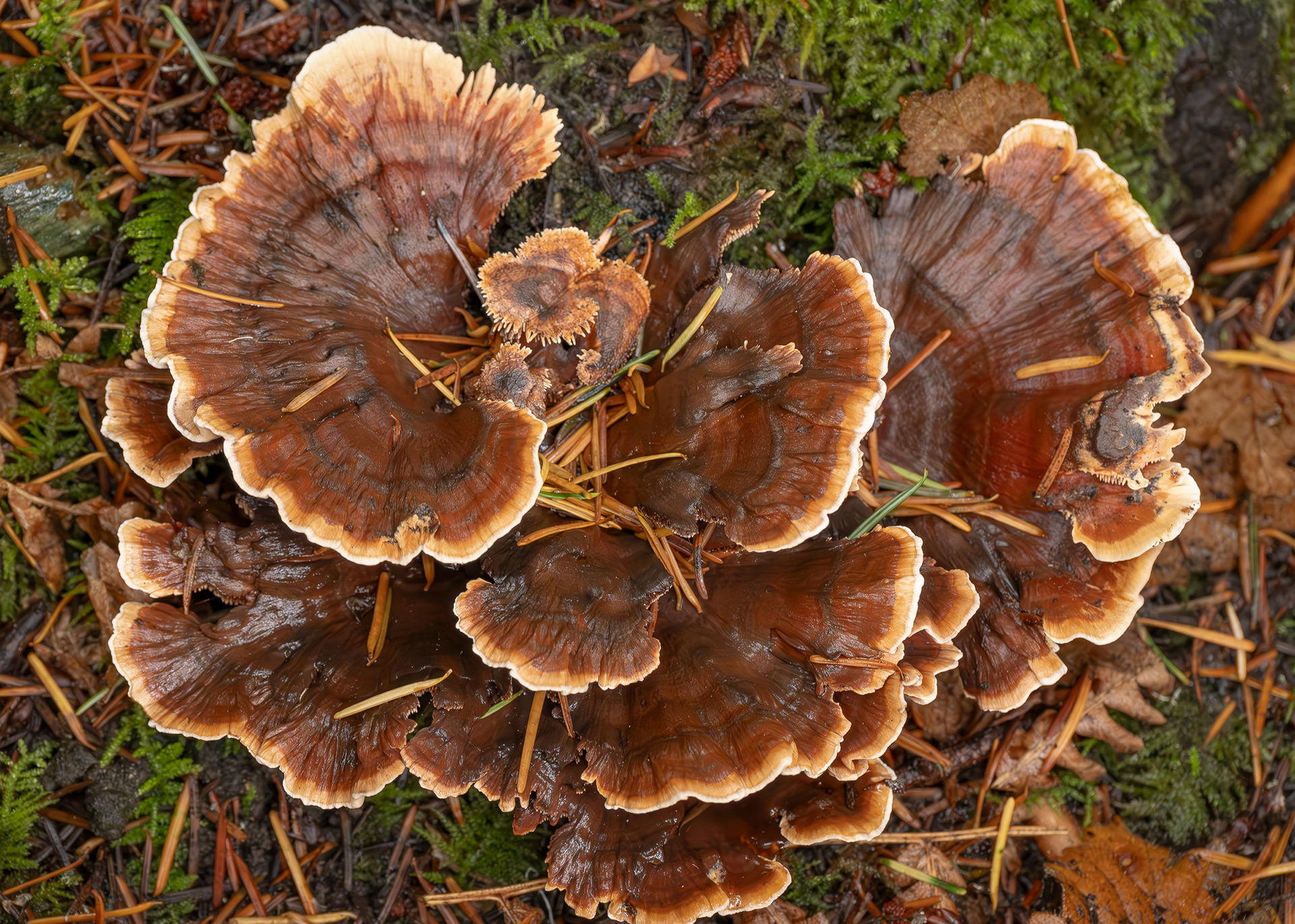 Orange spine (Hydnellum aurantiacum), Chadwick Hill