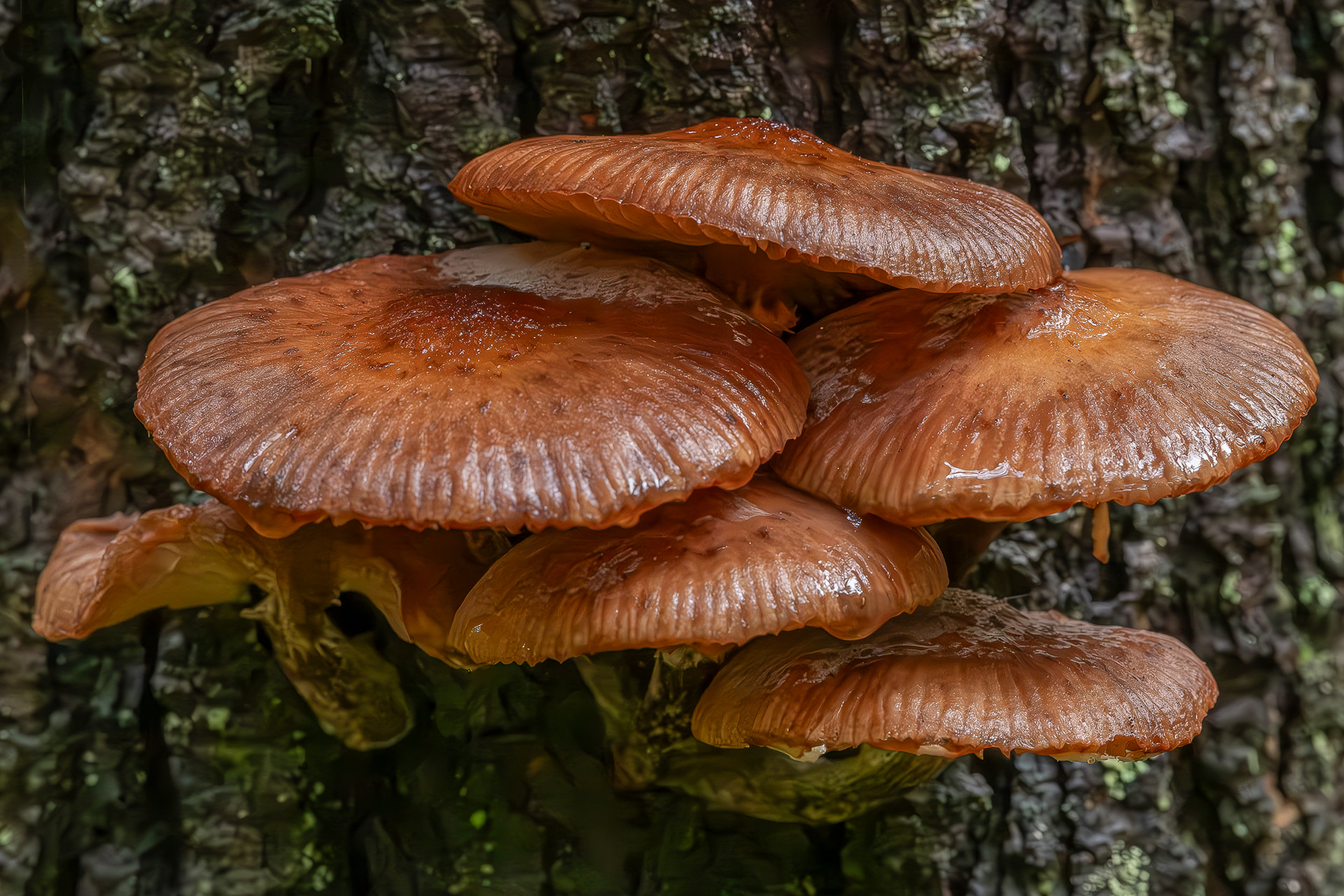 Dark Honey mushroom (Armillaria ostoye), Lopez Hill