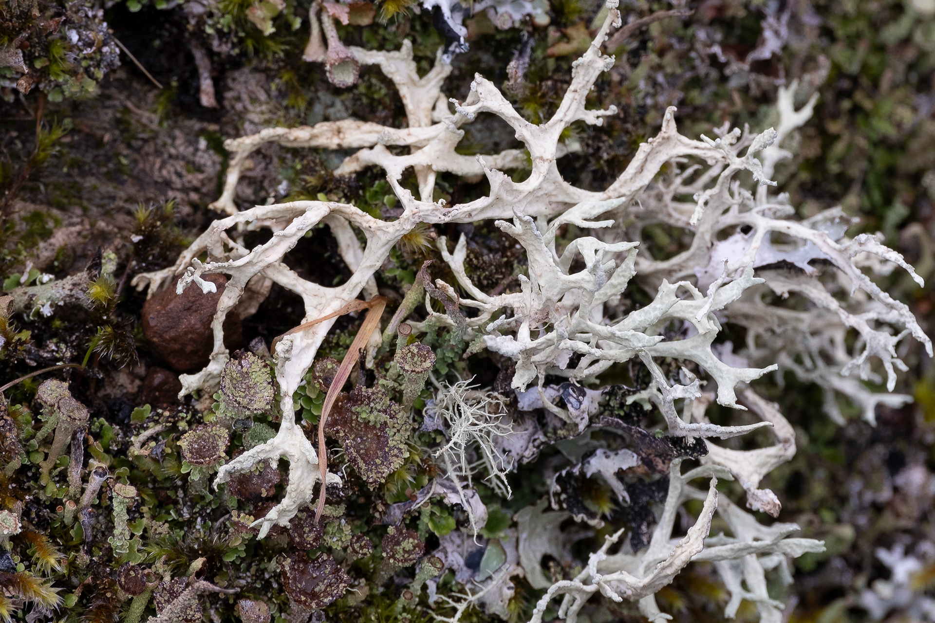 Oakmoss (Evernia prunastri), Kjargaard Road