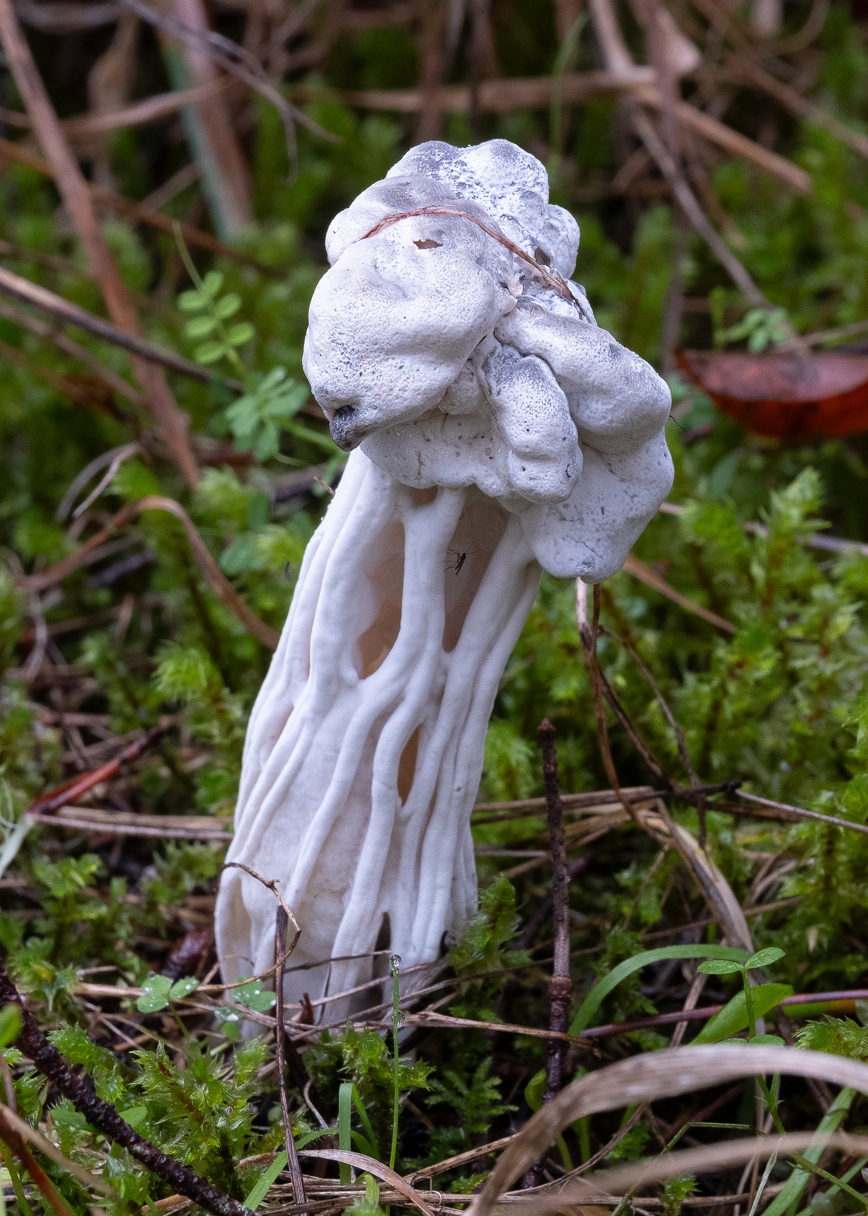 White saddle (Helvella crispa), Richardson Marsh