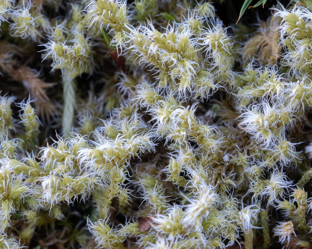 Starry Hoarmoss (Hedwigia stellata), Kjargaard Road