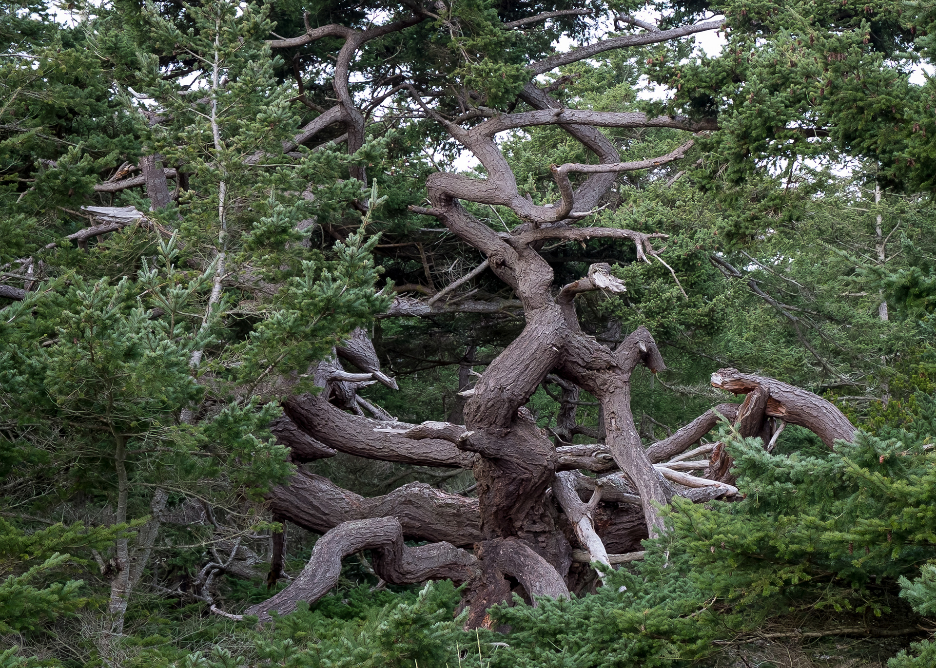 Douglas Fir, Point Colville