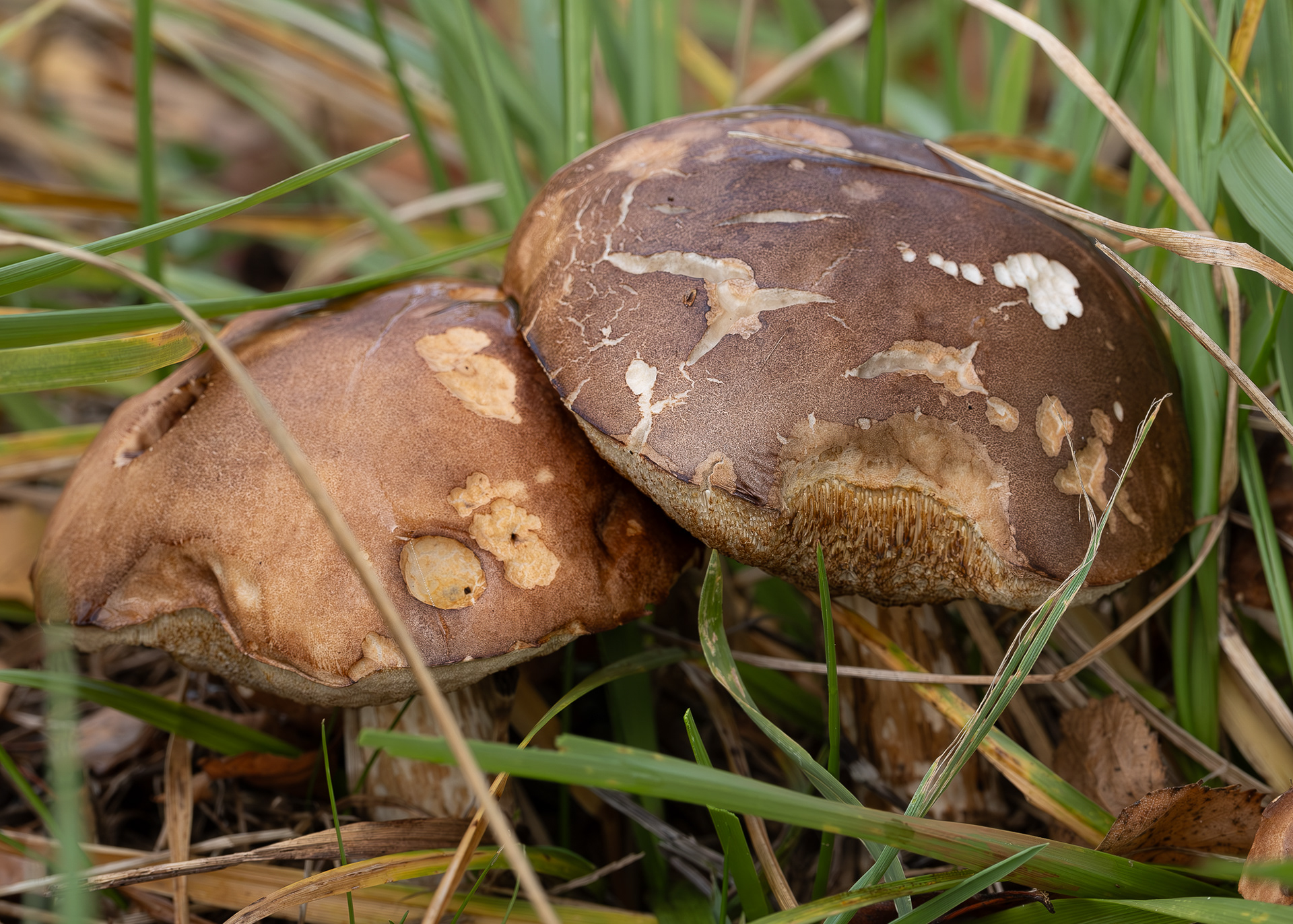 Birch bolete (Leccinum scabrum), Kjargaard Road