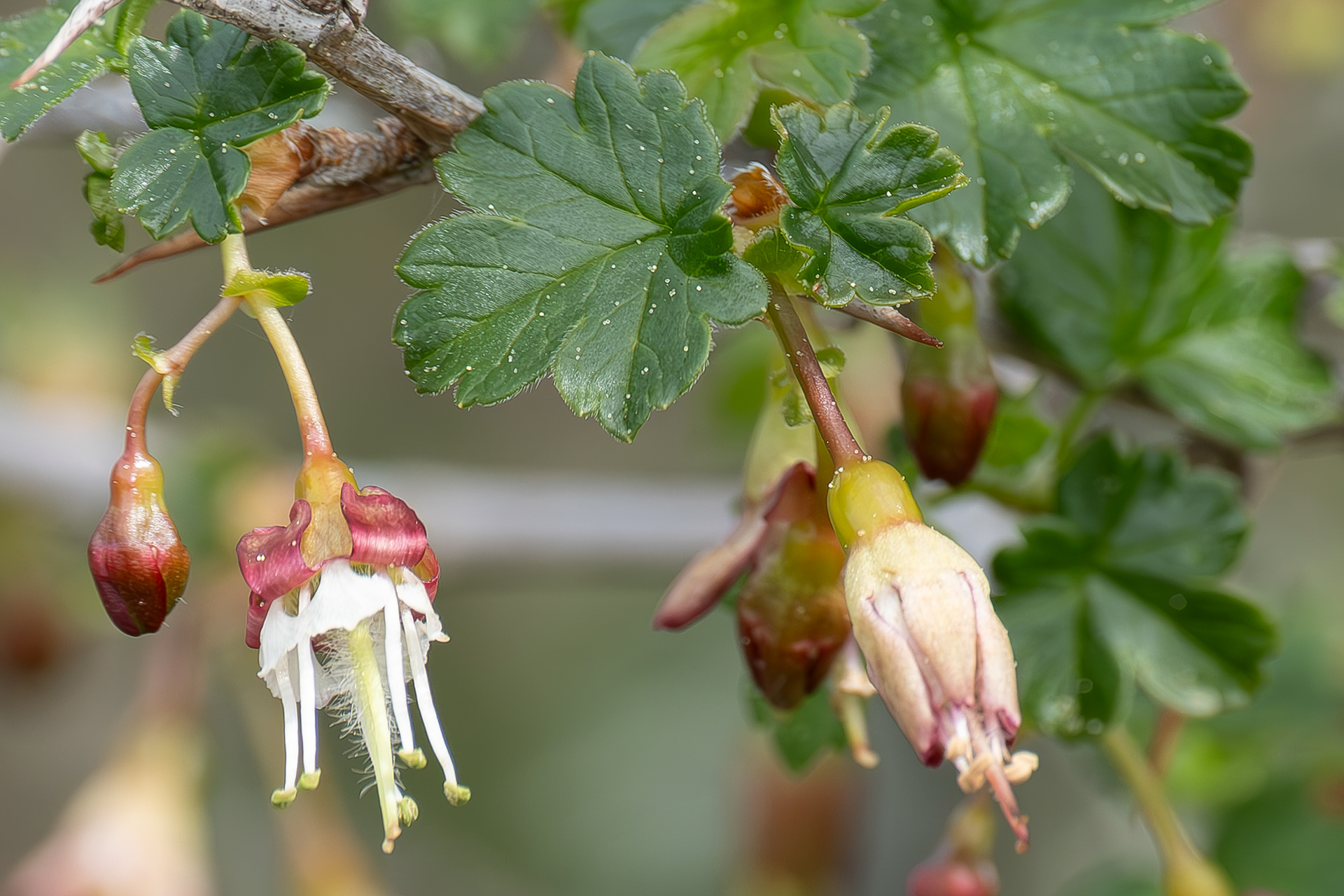 Coast black gooseberry (Ribes divaricatum), Richardson
