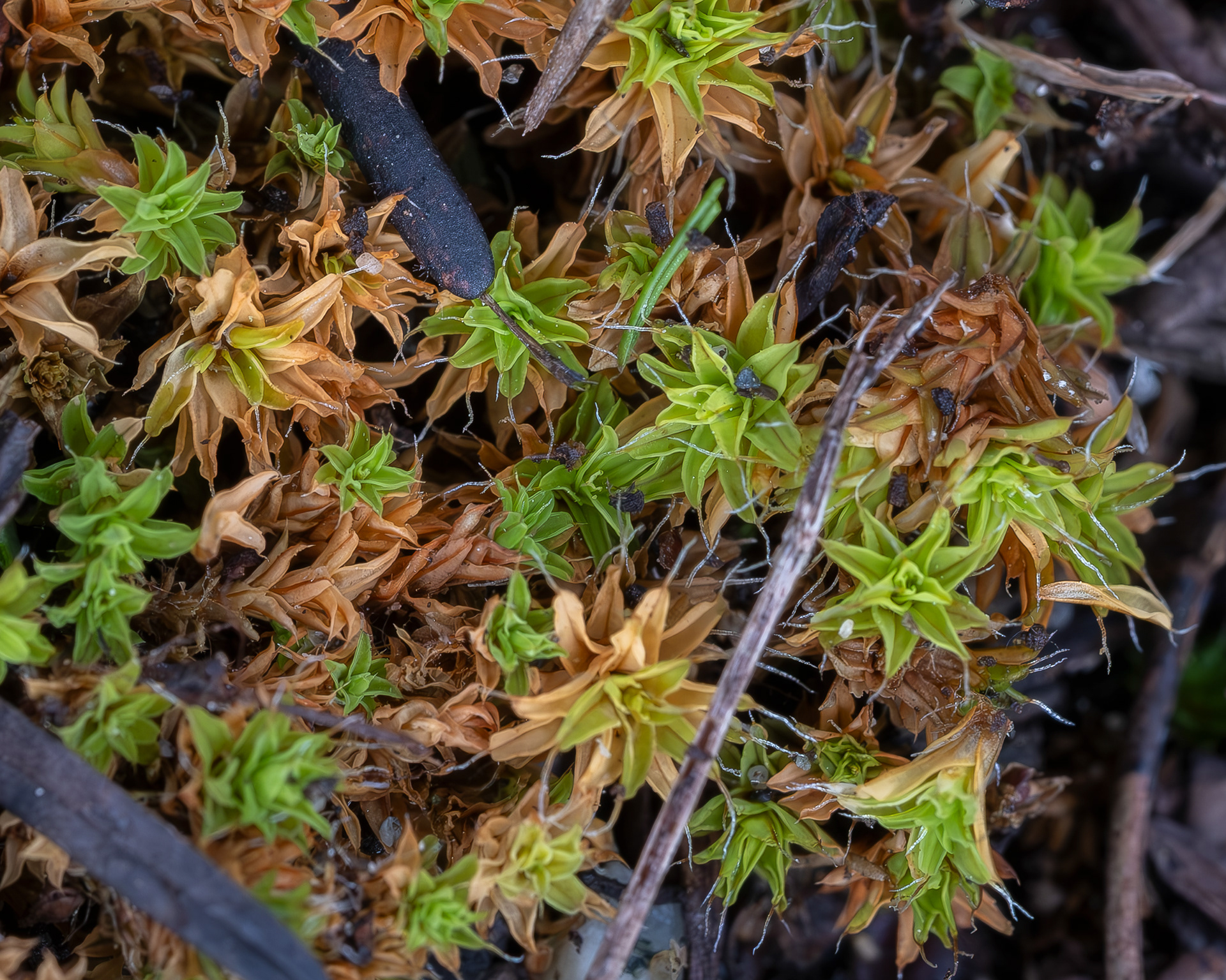 Star Moss (Syntrichia ruralis), Richardson