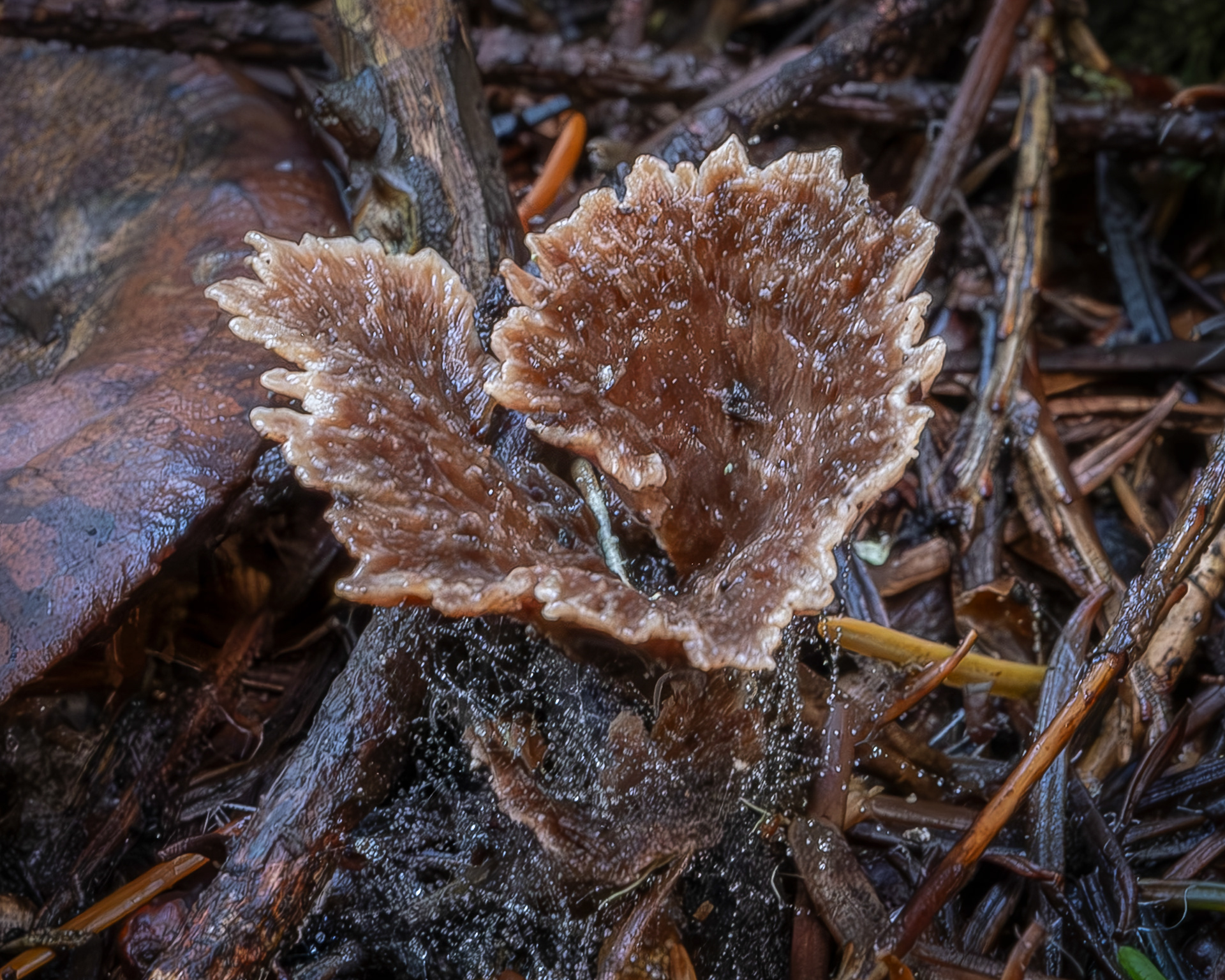 Earthfan (Theolephora terrestris), Point Colville