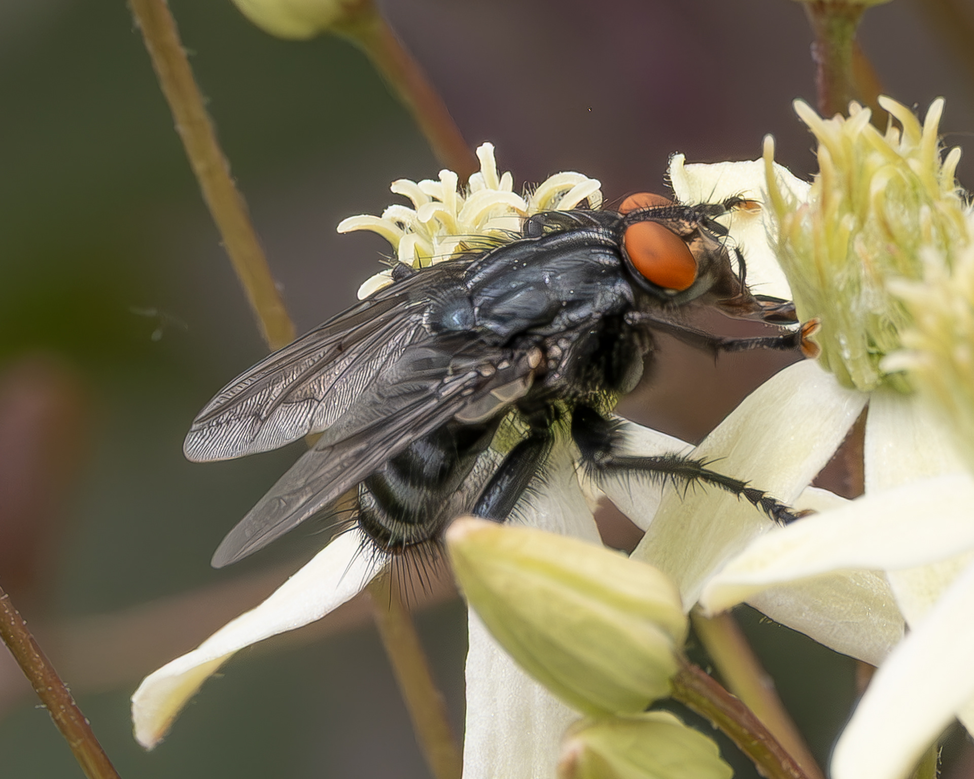 Blow Fly?, Kjargaard Road