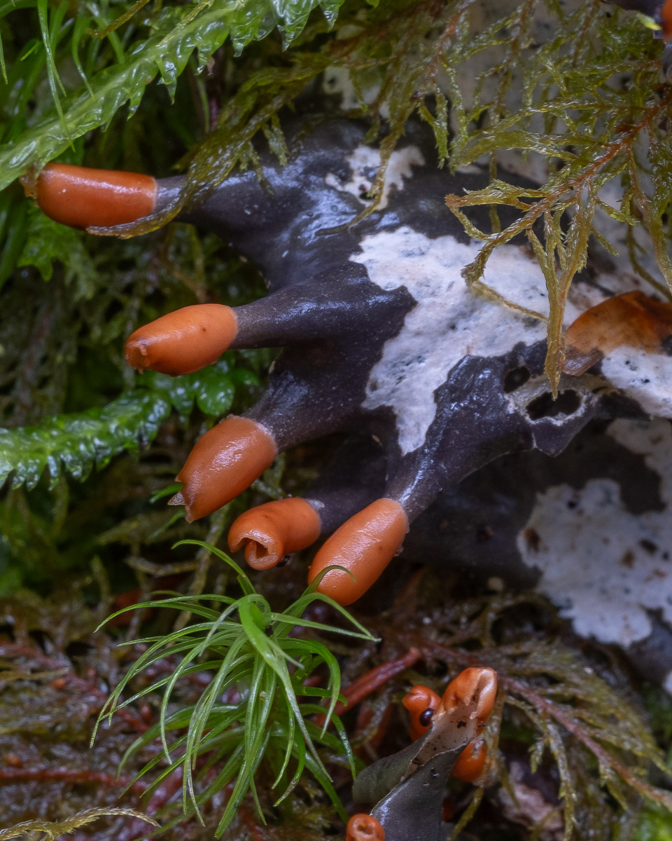 Membranous Pelt Lichen (Peltigera membranacea), Point Colville