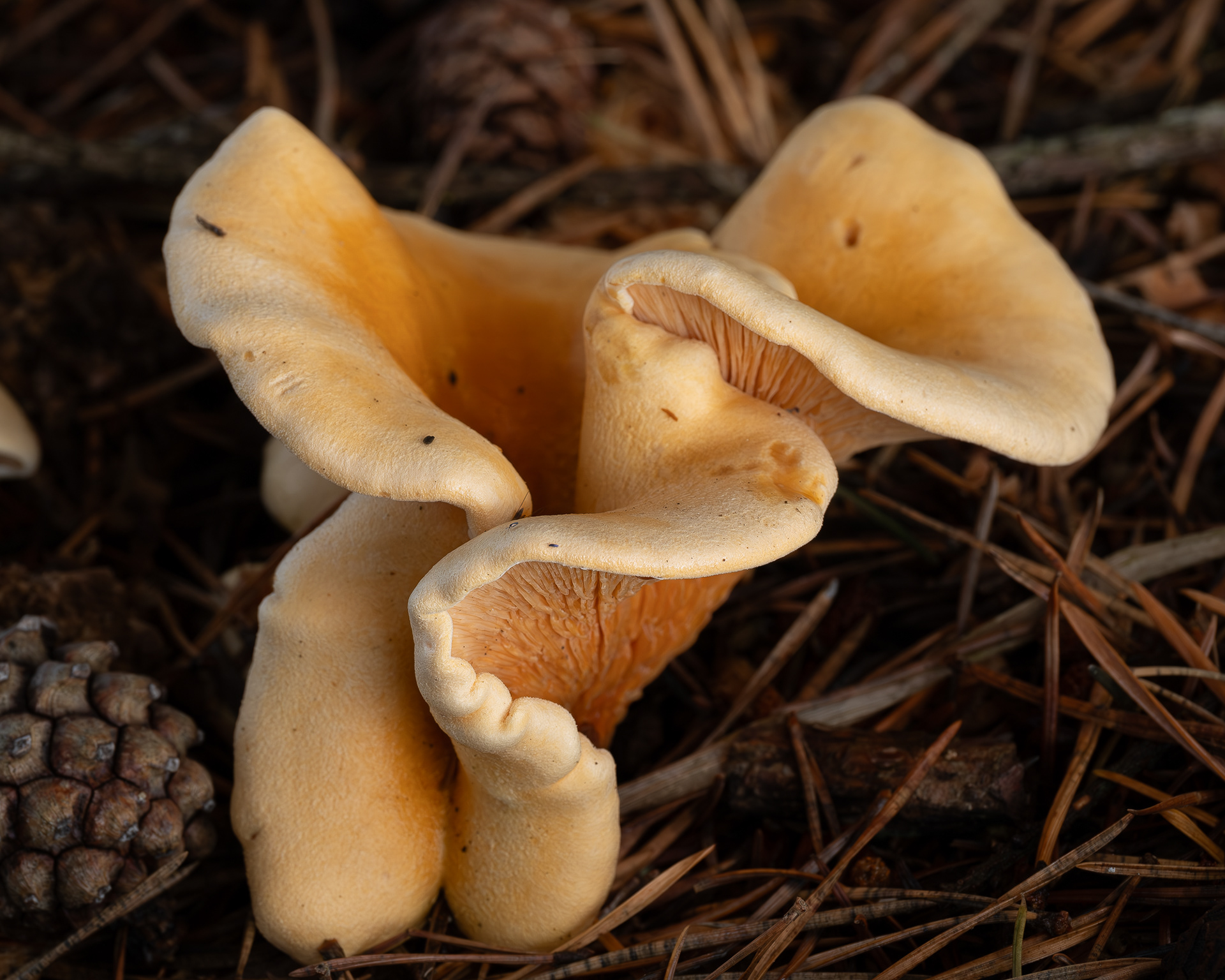 False chanterelle (Hygrophoropsis aurantiaca), Kjargaard Road