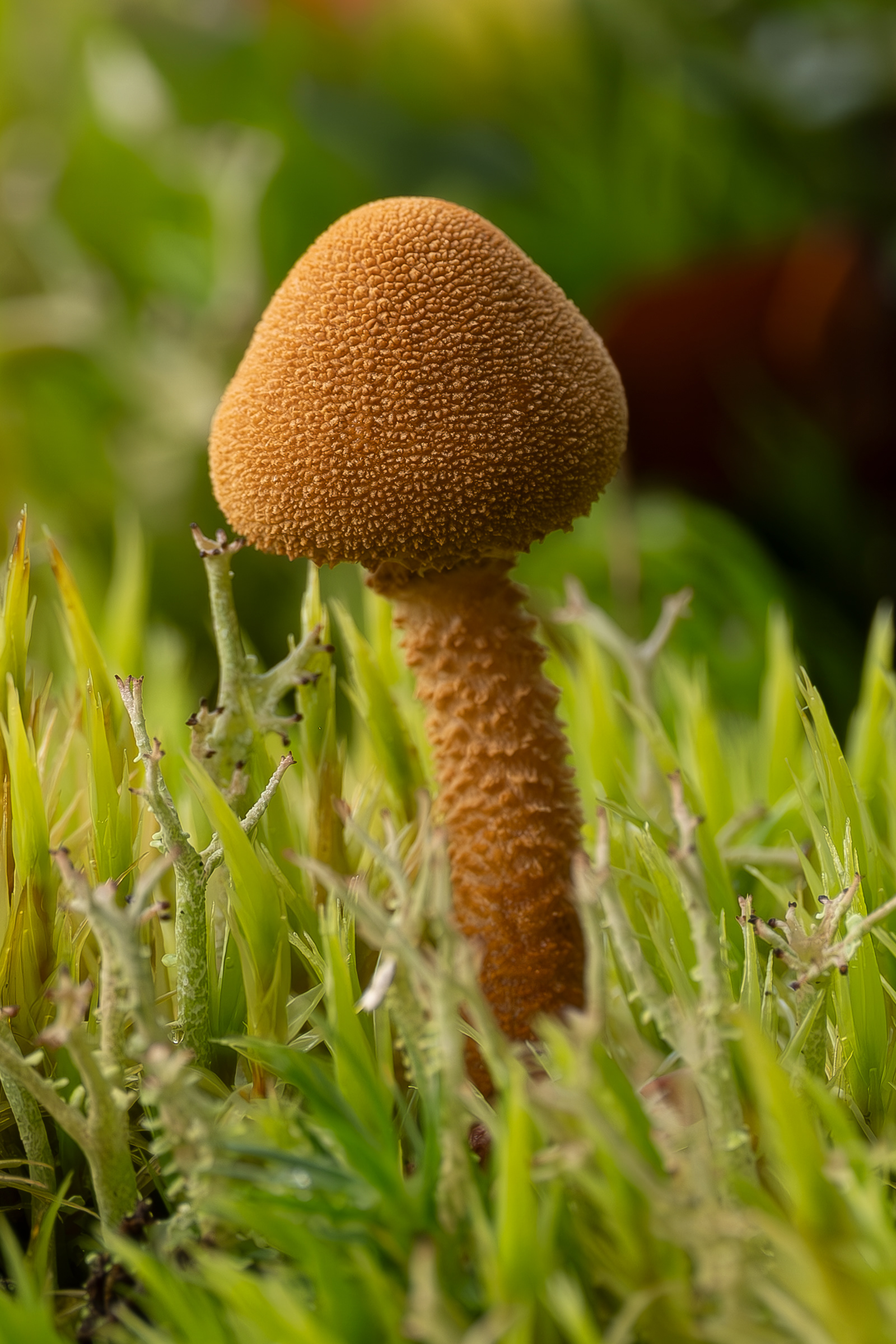 Brickbrown powdercap (Cystodermella granulosa)