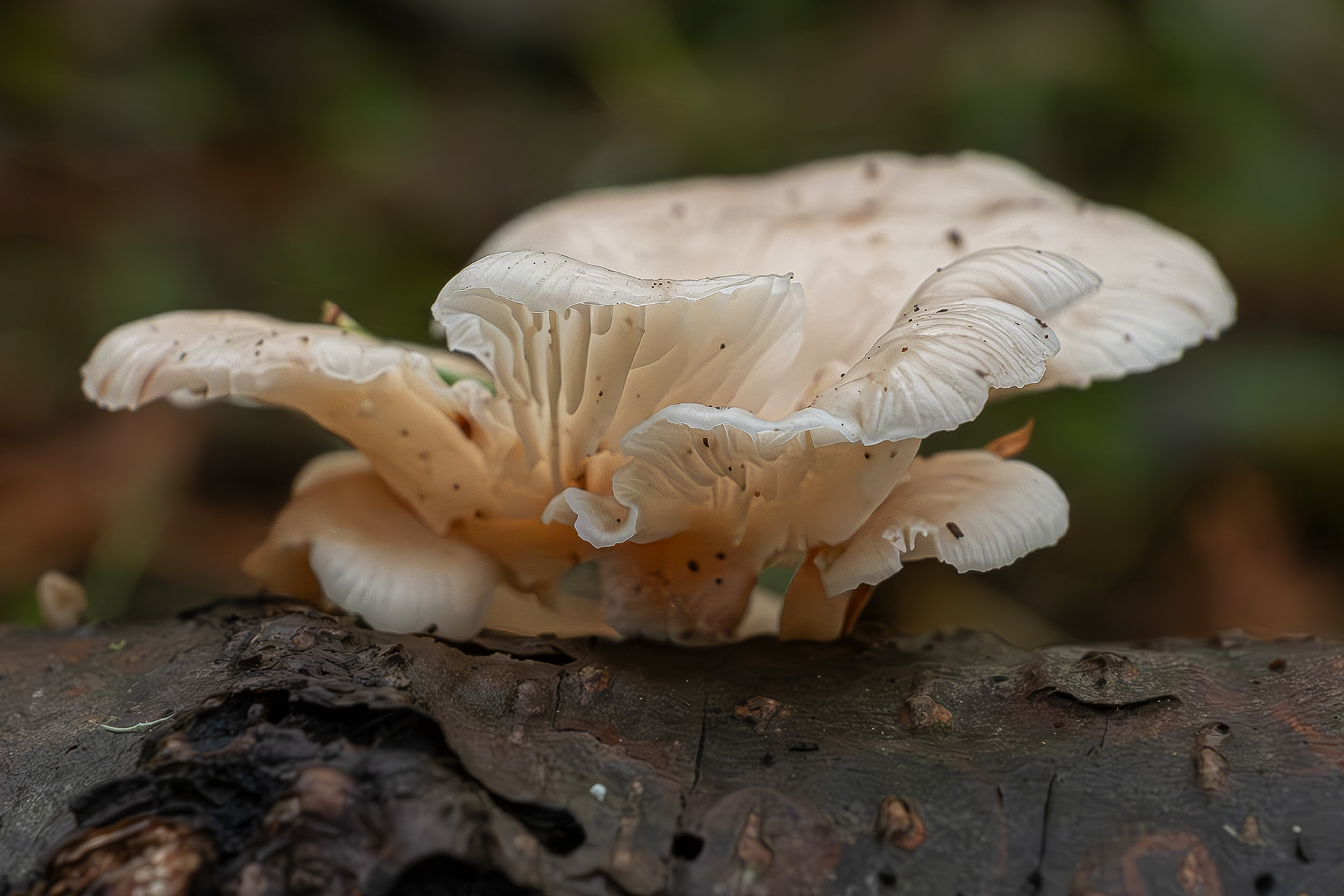 Lung oyster (Pleurotus pulmnarius), Spencer Spit Preserve