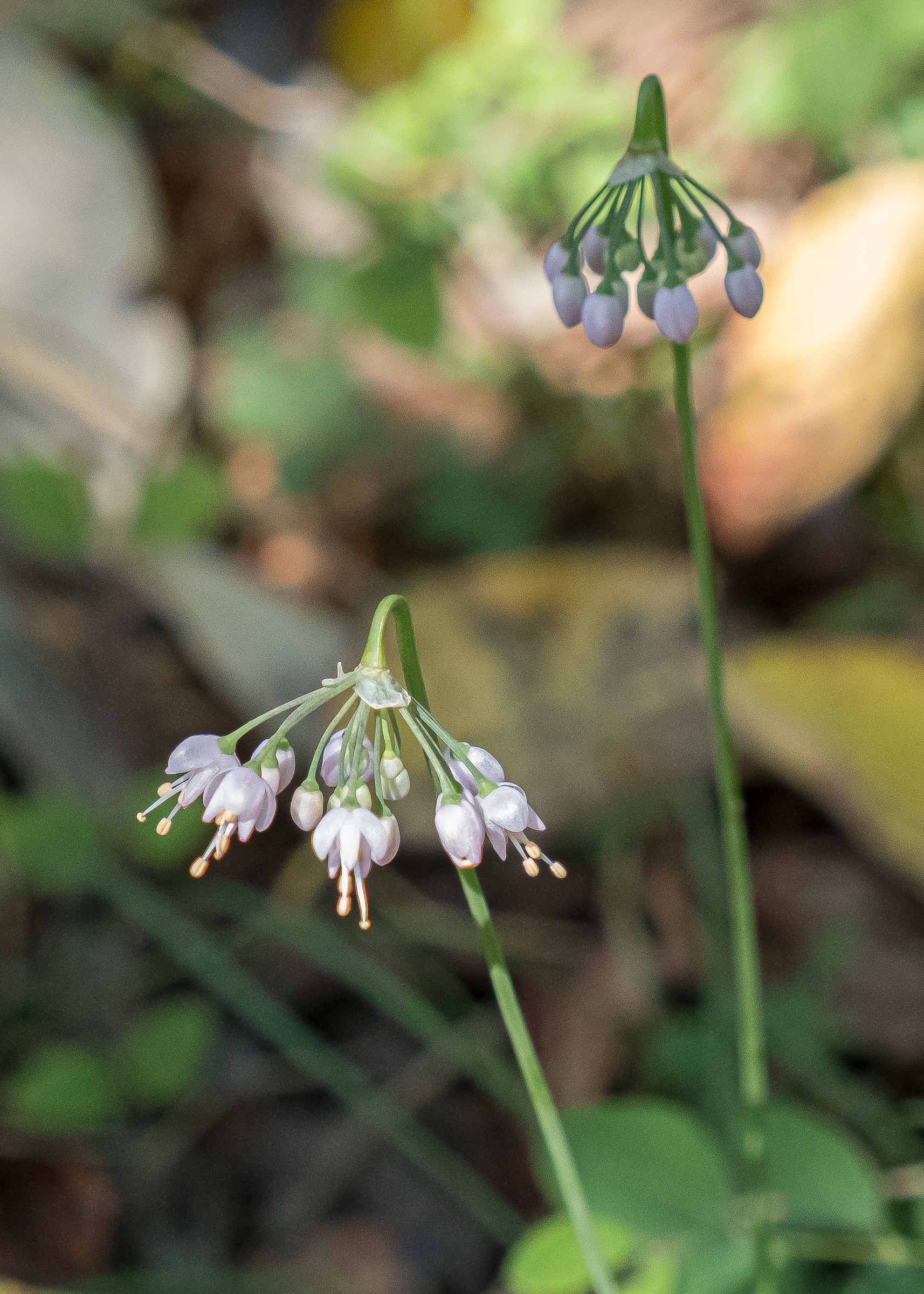 Nodding onion (Alium cernuum), Chadwick Hill