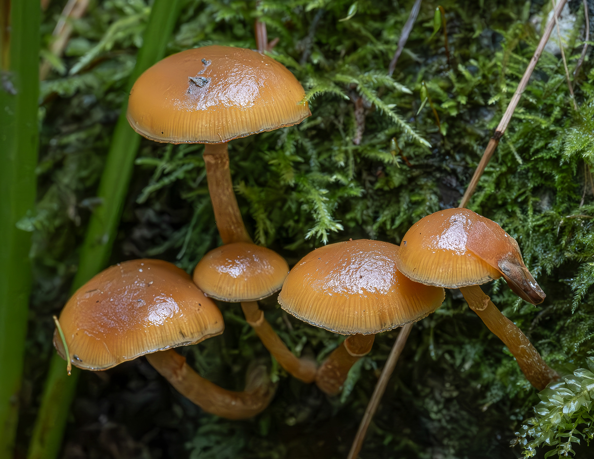 Funeral bell (Galerina marginata), Point Colville