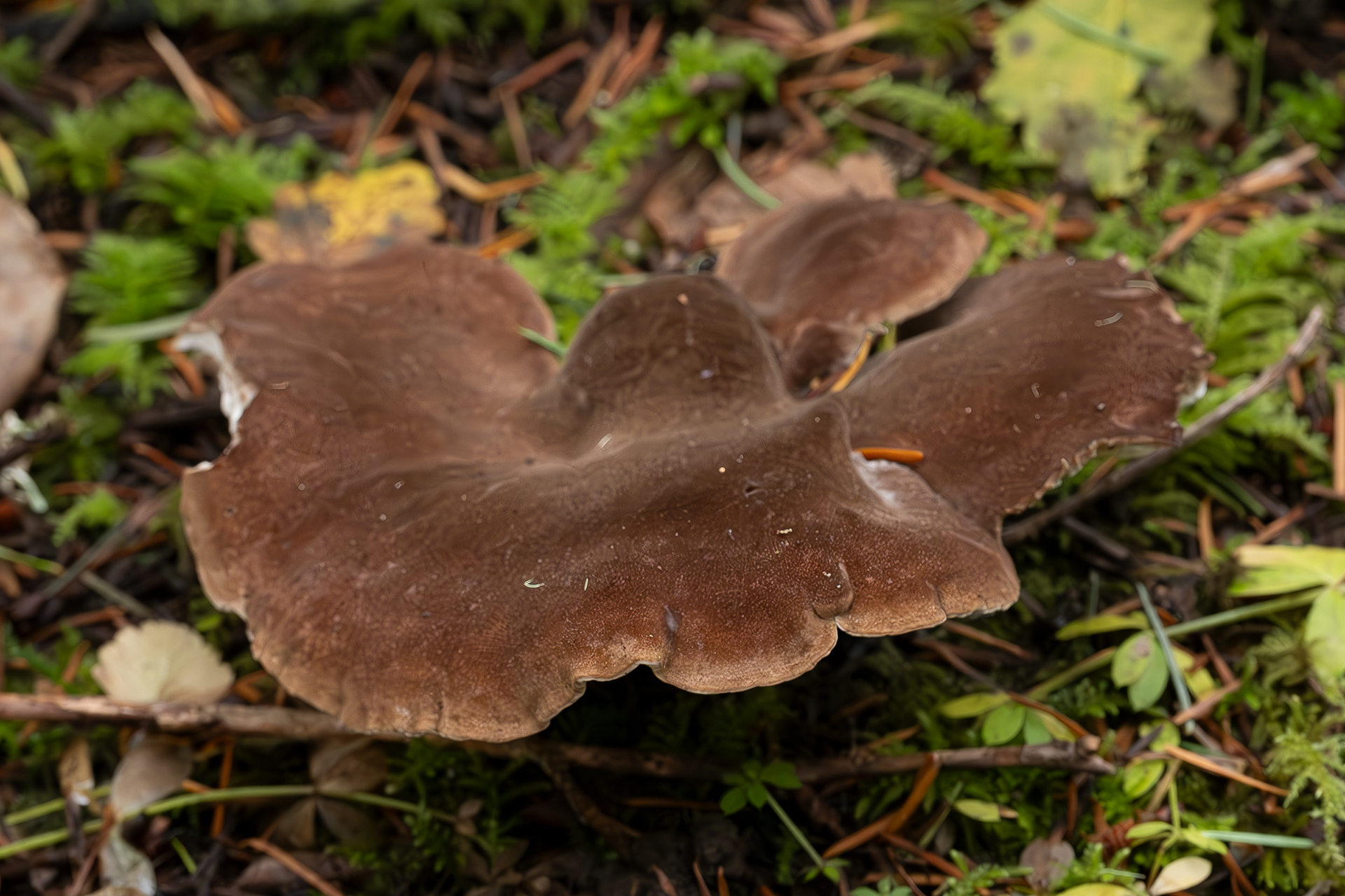 Bitter iodine polypore (Jahnoporus hirtus), Lopez Hill