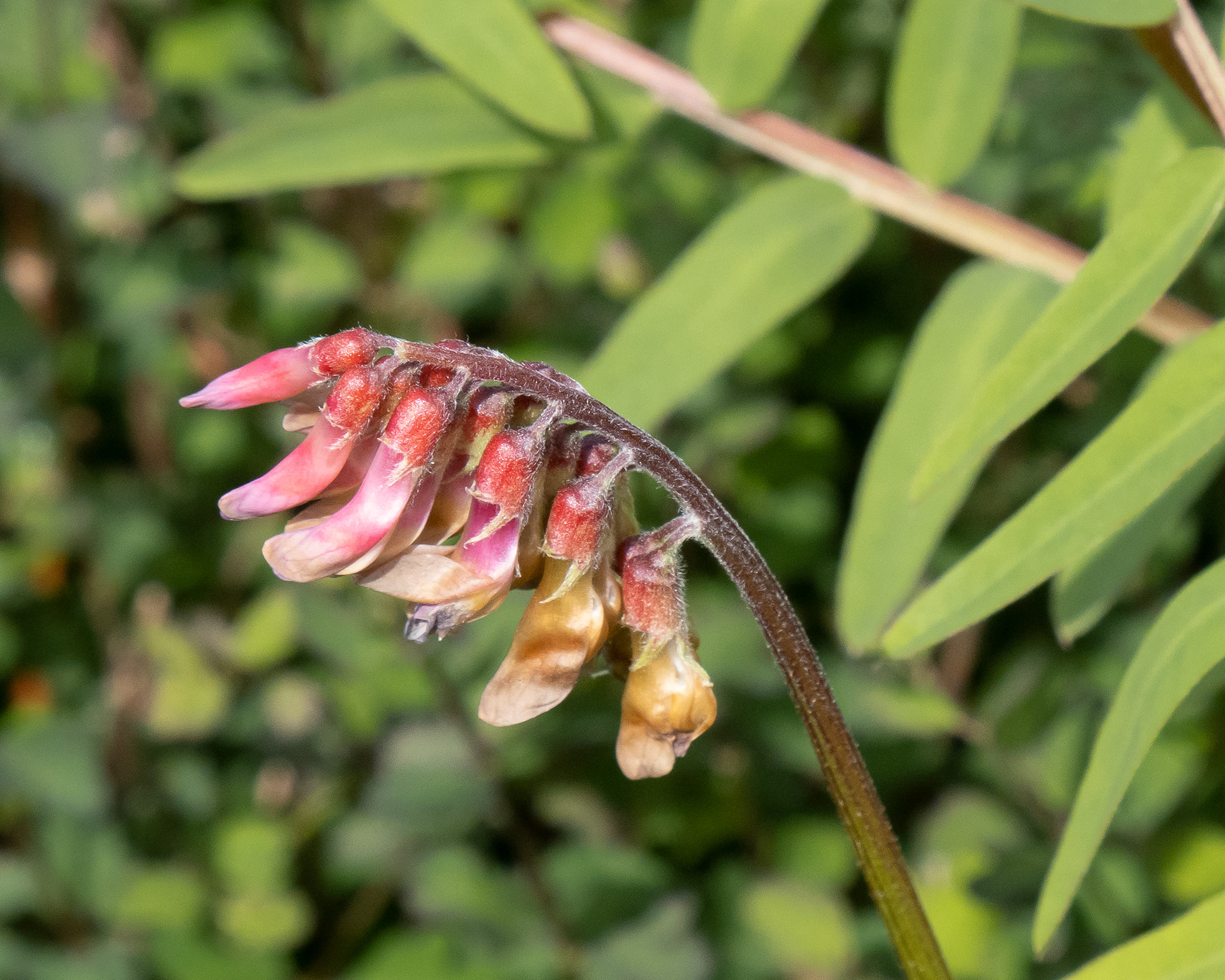 Giant vetch, (Vicia gigantea), Richardson