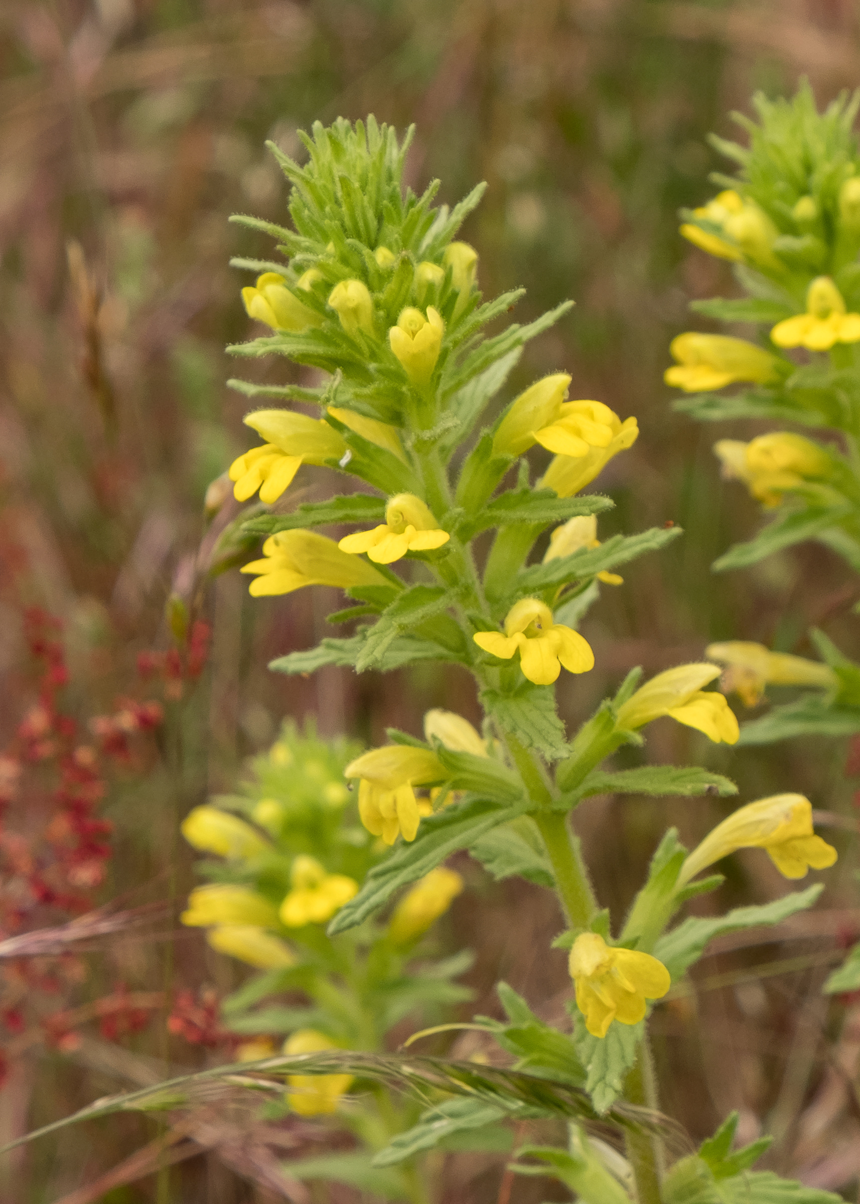 Yellow parentucellia (Parentucellia viscosa), Vista Road