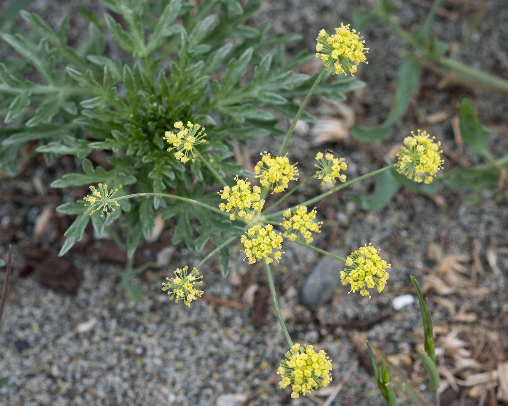 Indian consumption plant (Lomatium nudicaule), Iceberg Point