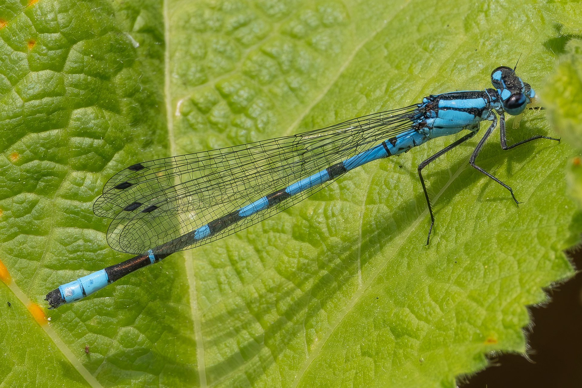 Boreal Bluet (Enallagma boreale), Kjargaard Road