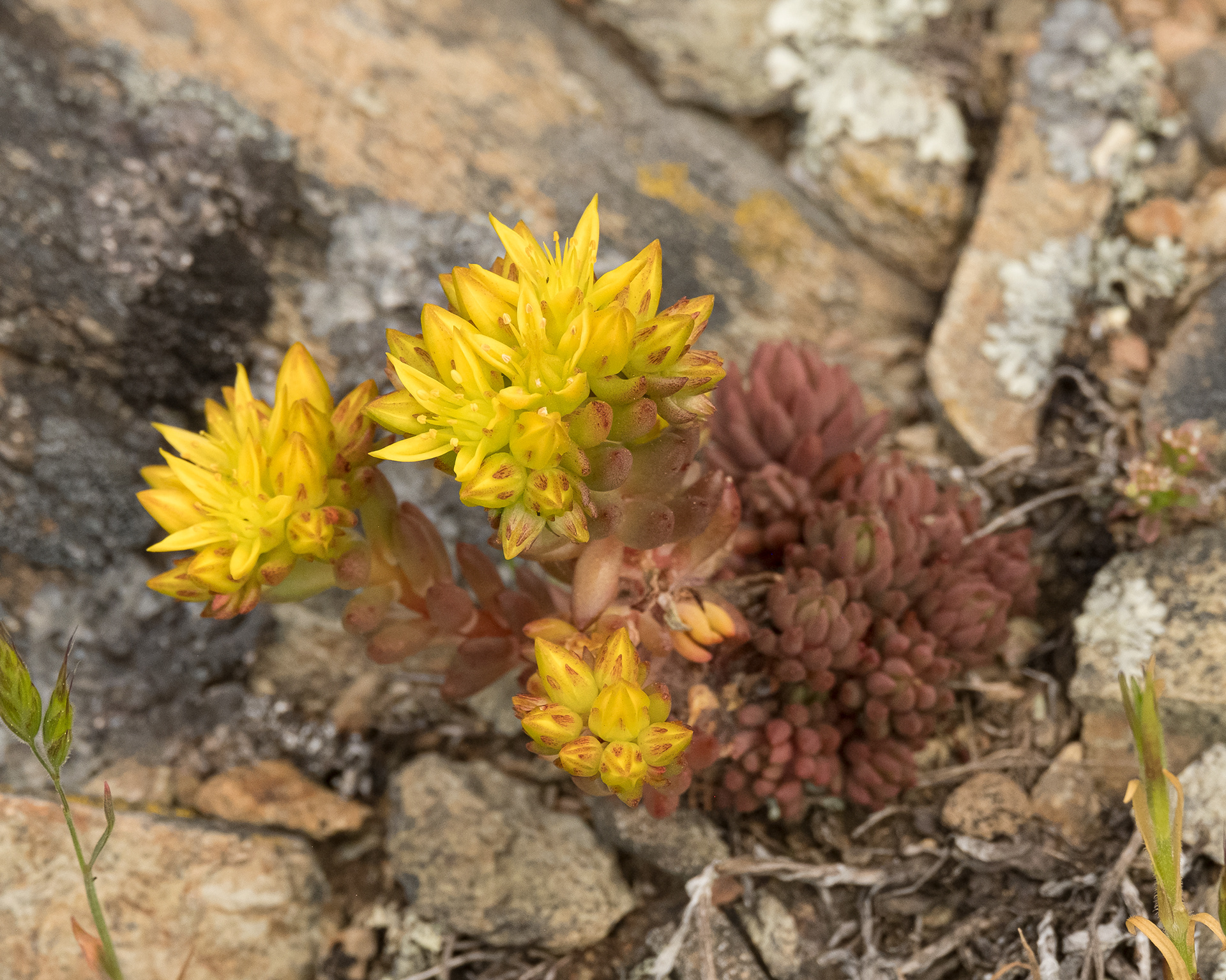 Lance-leaved sedum (Sedum lanceolatum), Iceberg Point