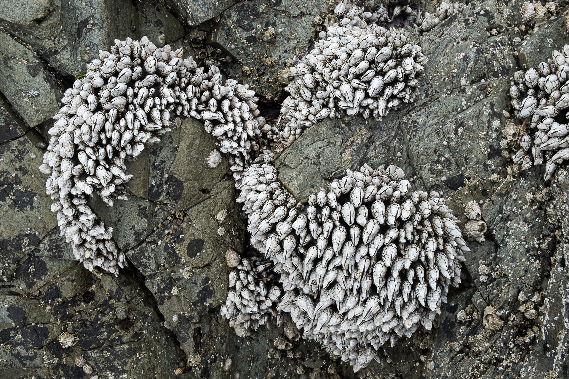 Goose barnacles, Iceberg Point