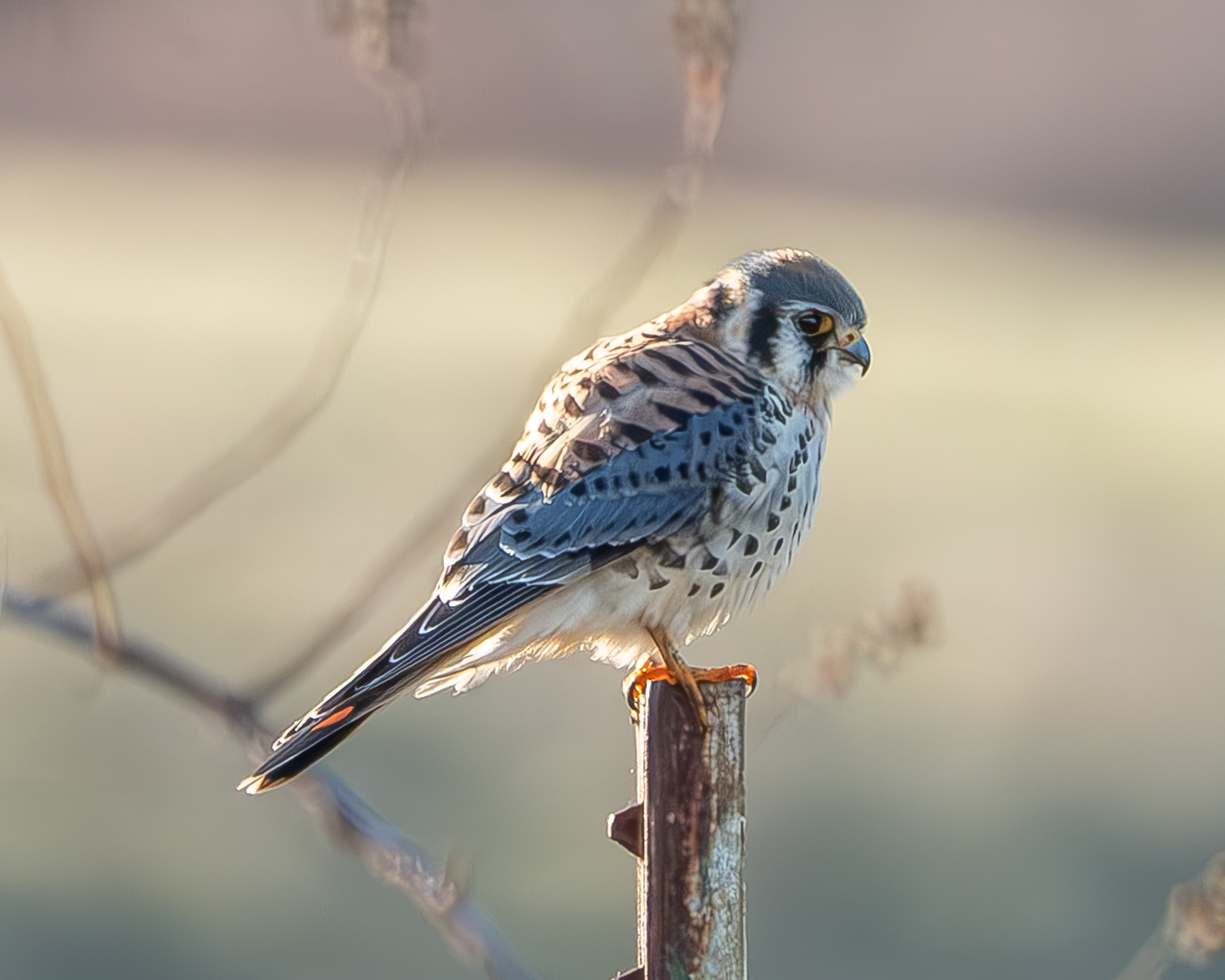 American Kestrel, Richardson Valley