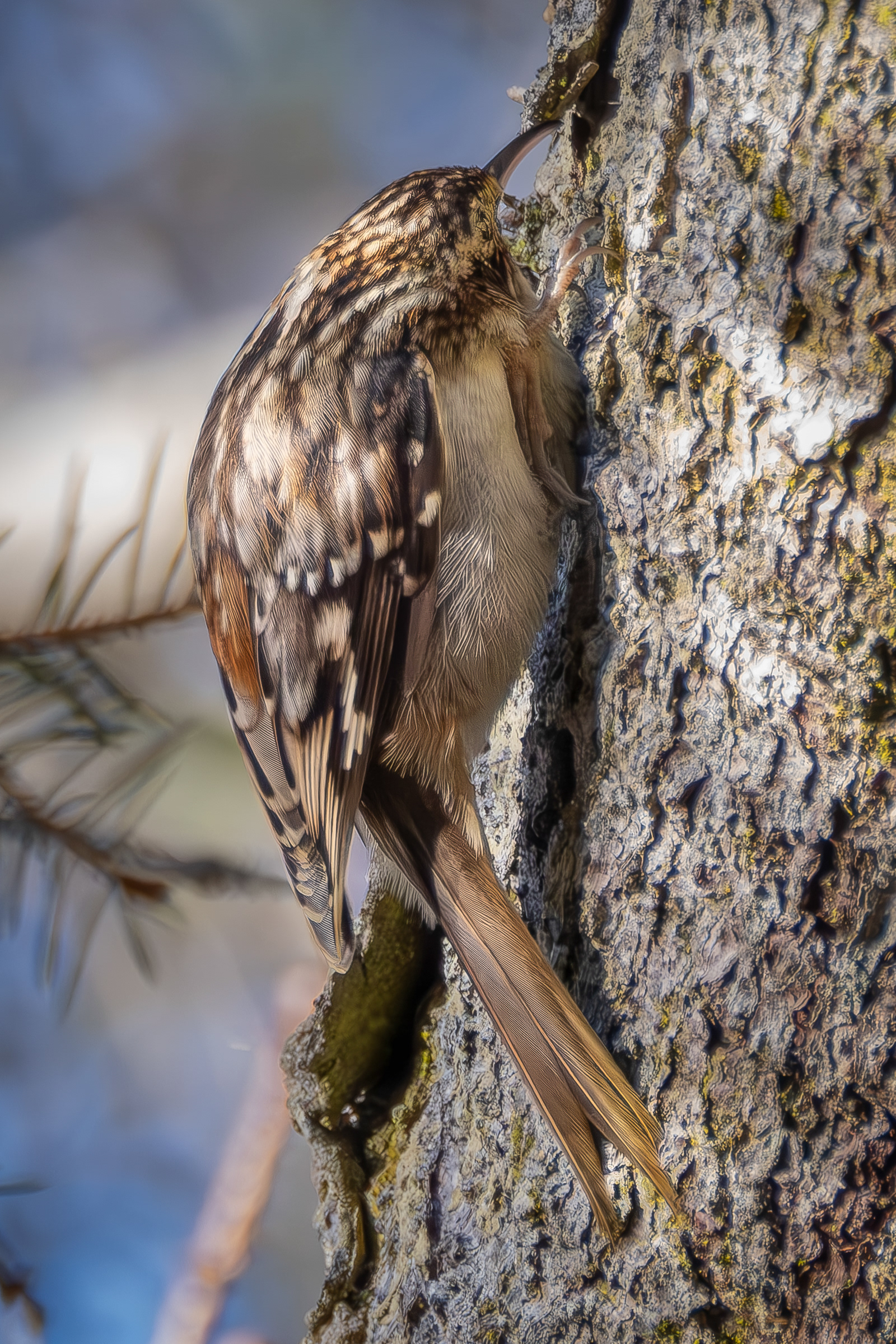 Brown Creeper, Iceberg Point