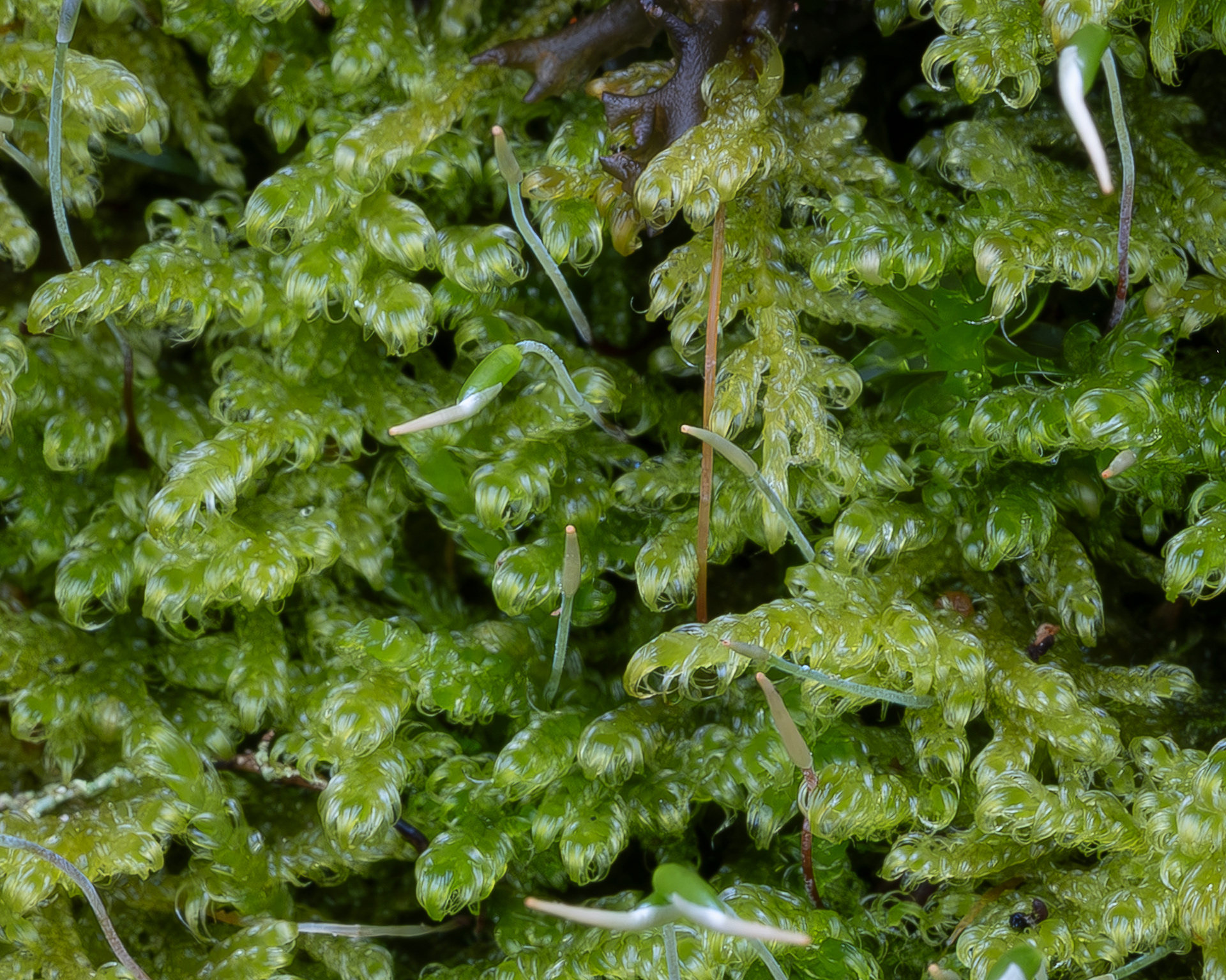 Hypnum Moss (Stereodon subimponens), Richardson Marsh Preserve