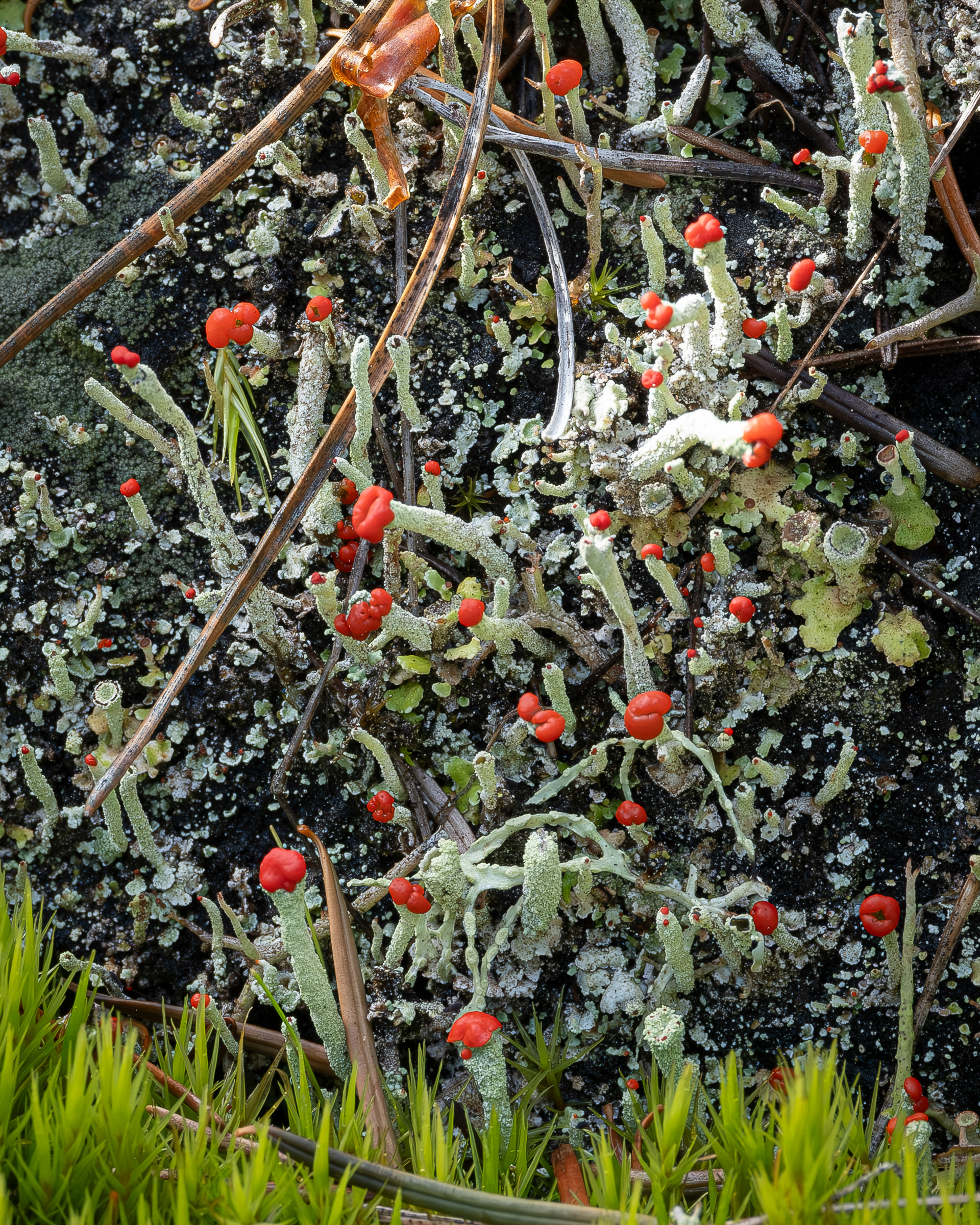 Lipstick Powderhorn, (Cladonia macilenta)
