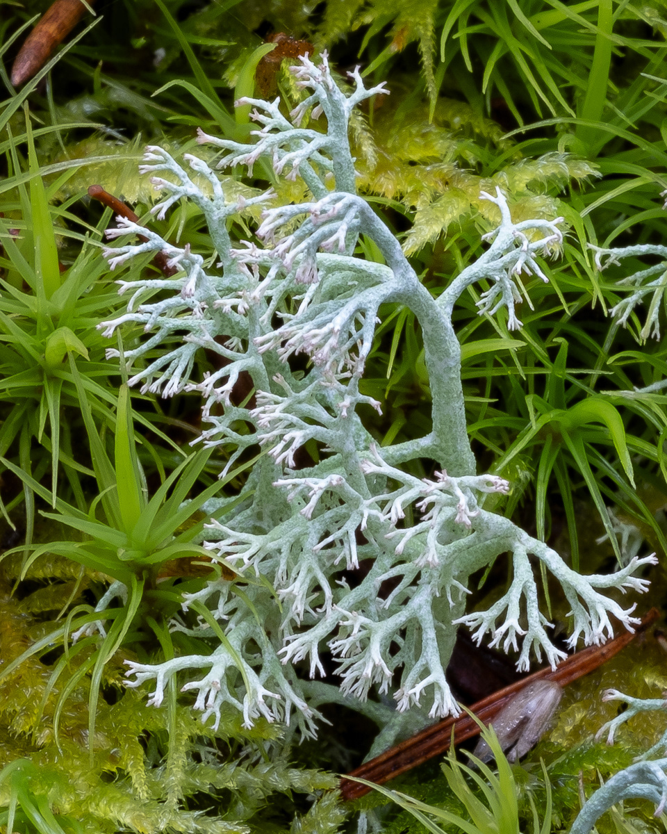 Gray Reindeer Lichen (Cladonia rangiferina), Point Colville