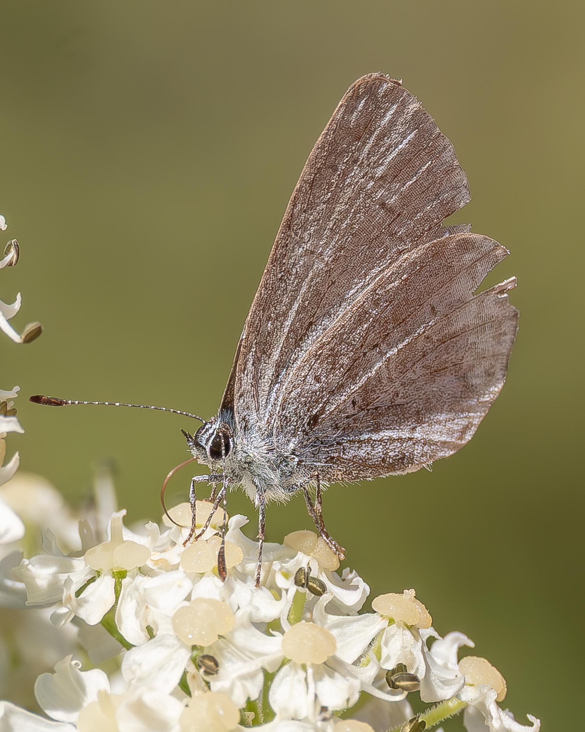 Echo Azure(Celastrina echo), Kjargaard Road