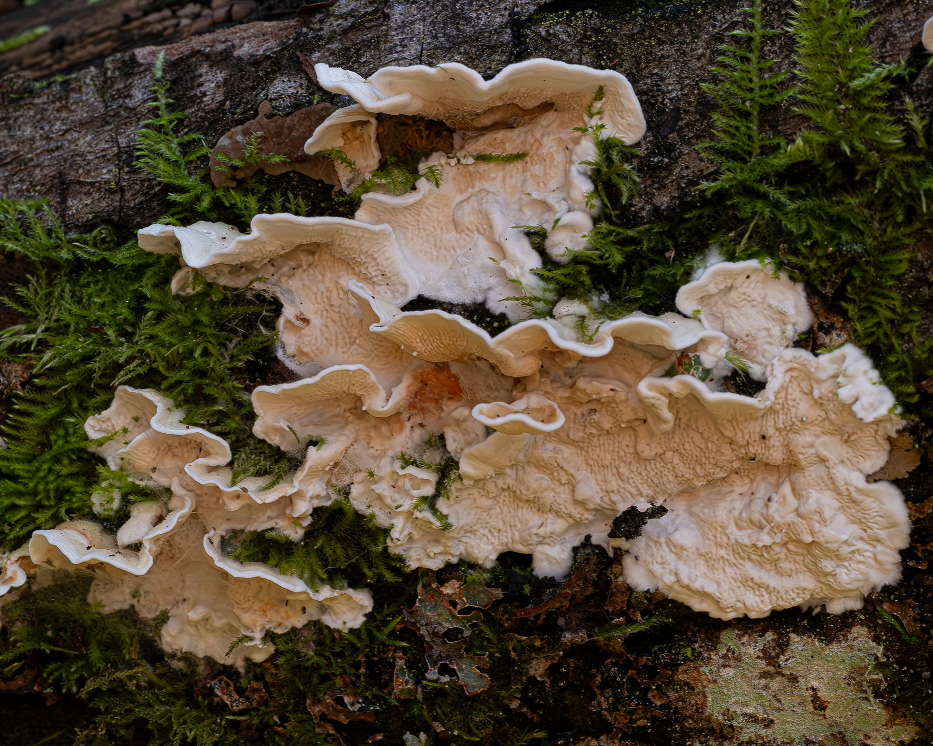 Netted crust (Byssomerulius corium)