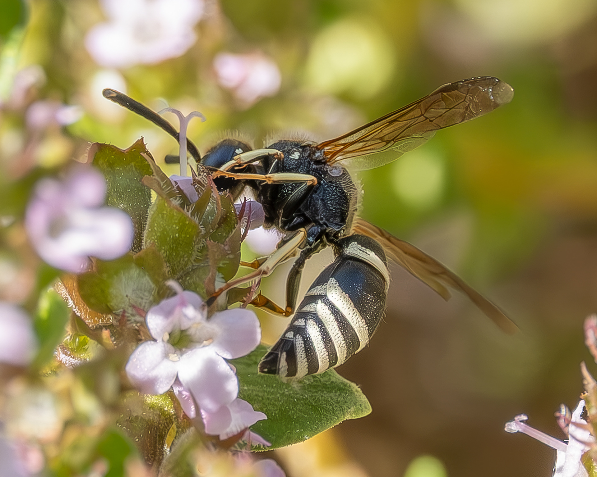Odynerus dilectus, Kjargaard Road