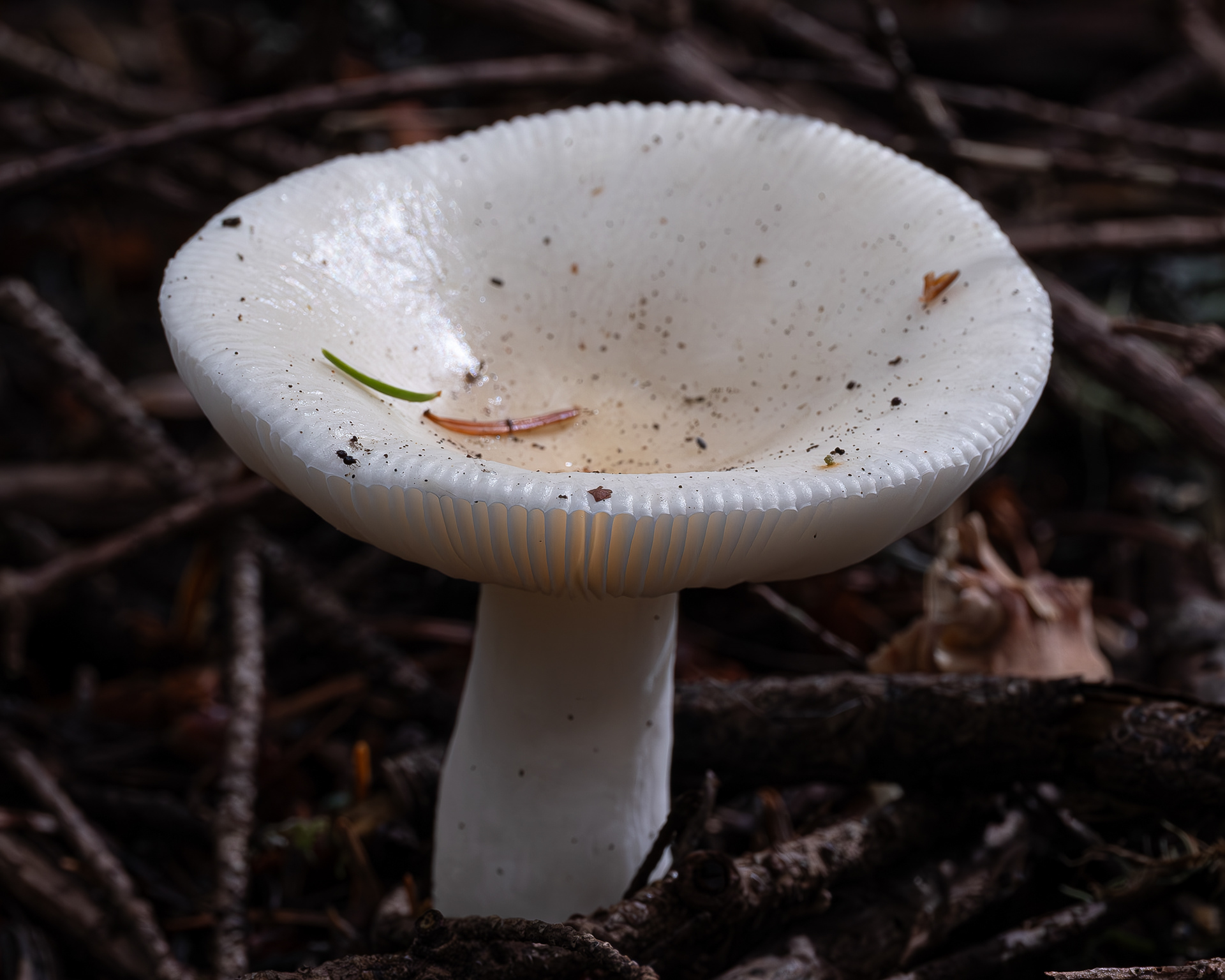 Creamy russula (Russula cremicolor), Point Colville