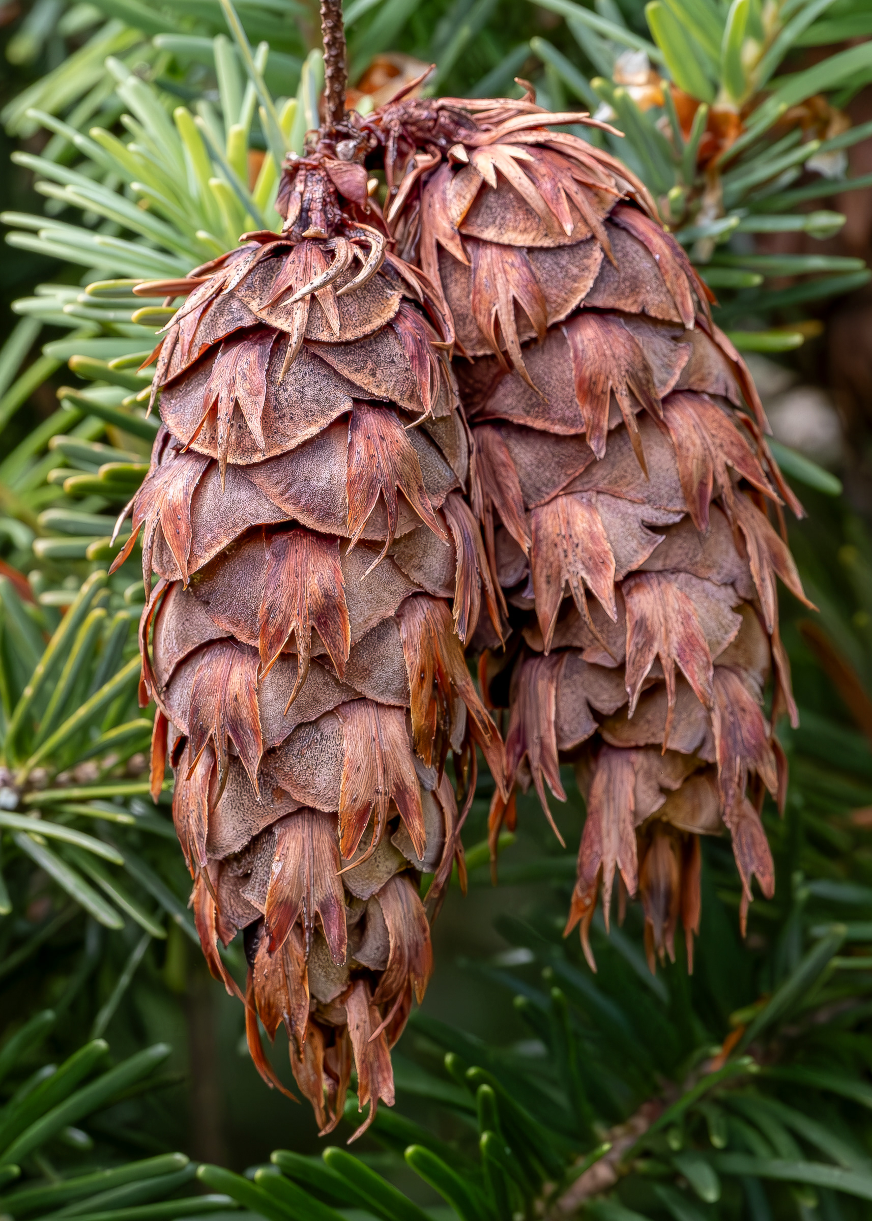 Douglas Fir, Point Colville