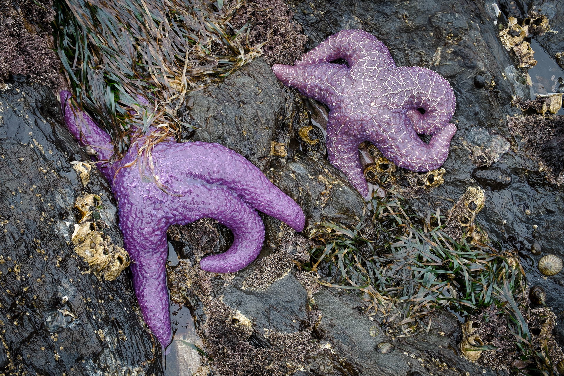 Purple sea star, Iceberg Point