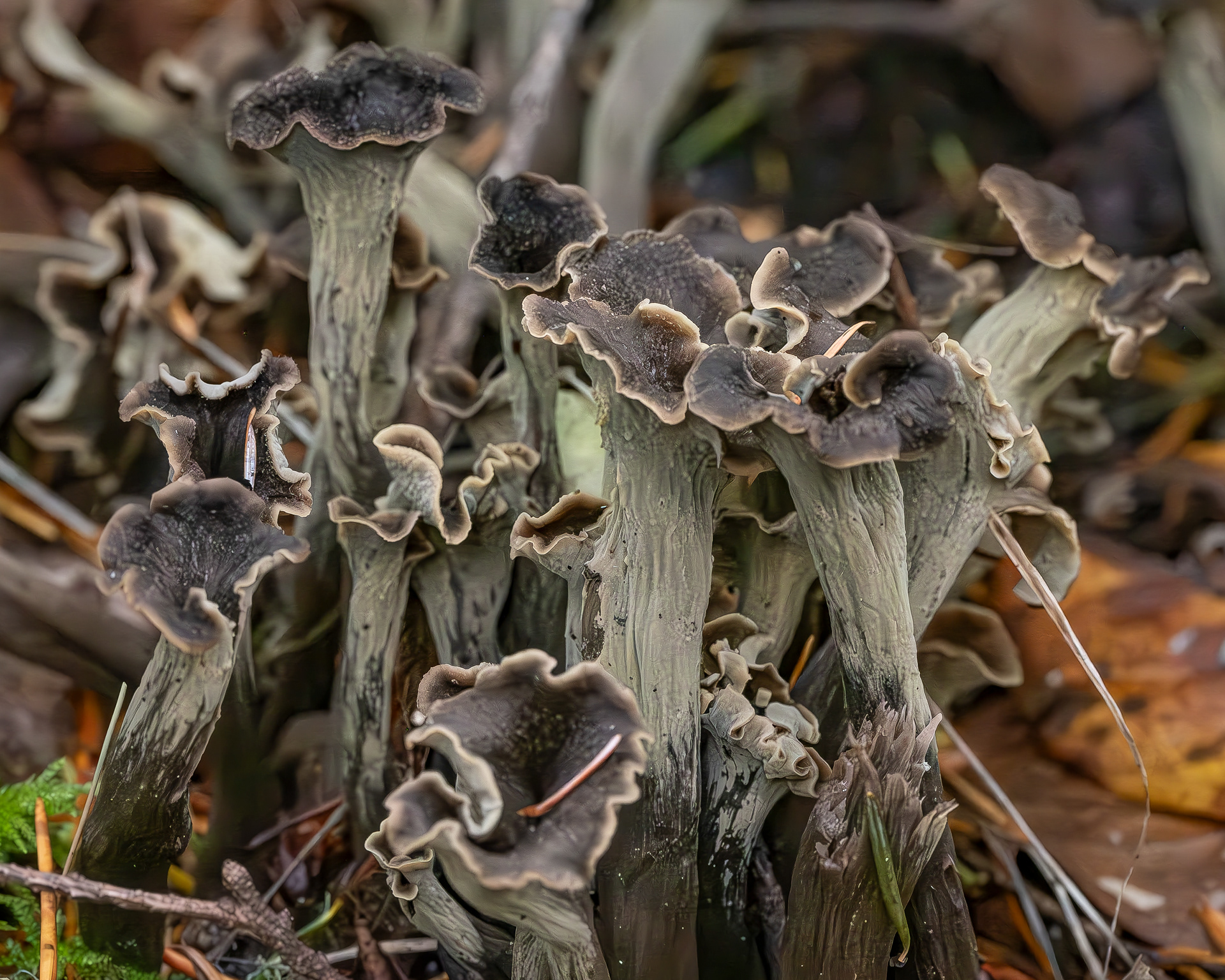 Black trumpet (Craterellus fallax), Somewhere on Lopez