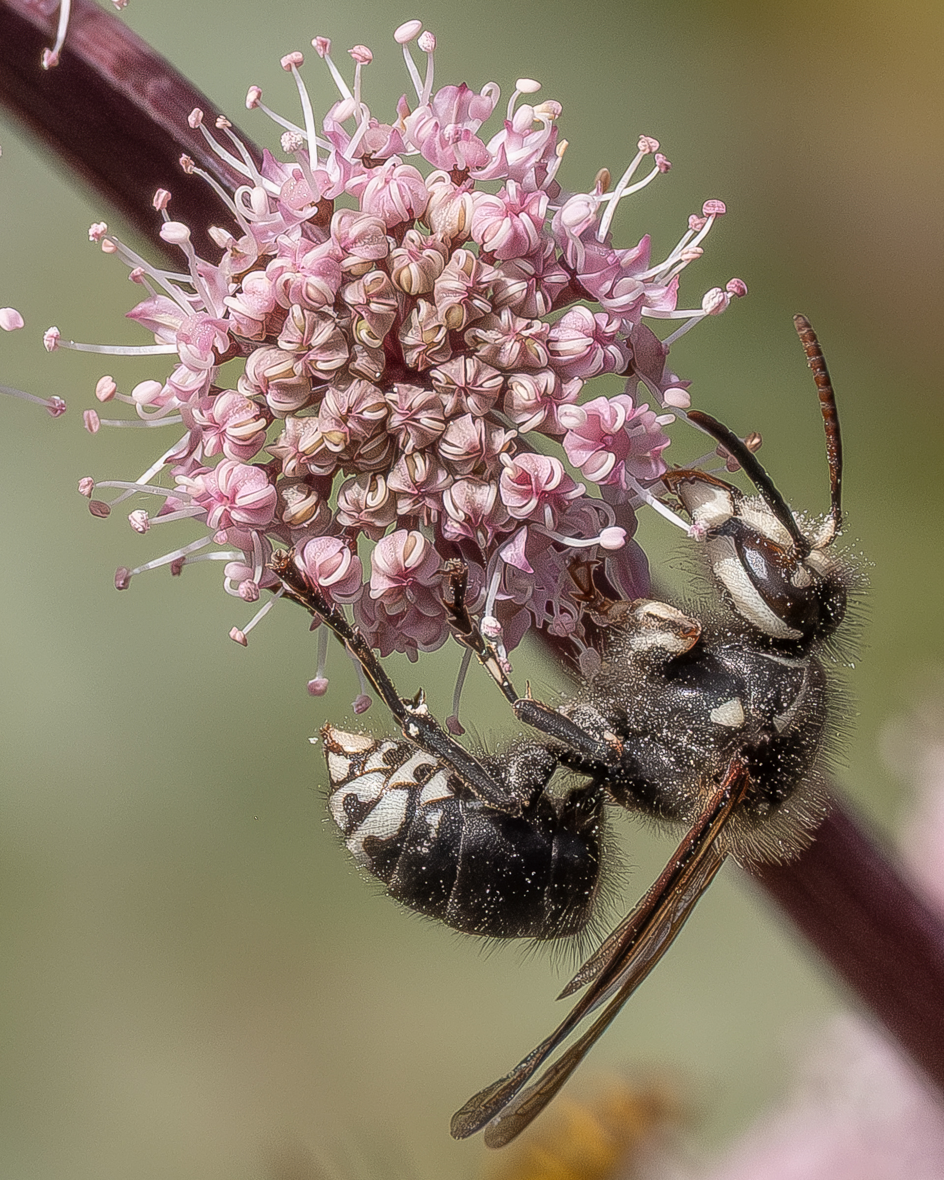 Bald-faced Hornet (Dolichovespula maculata), Kjargaard Road