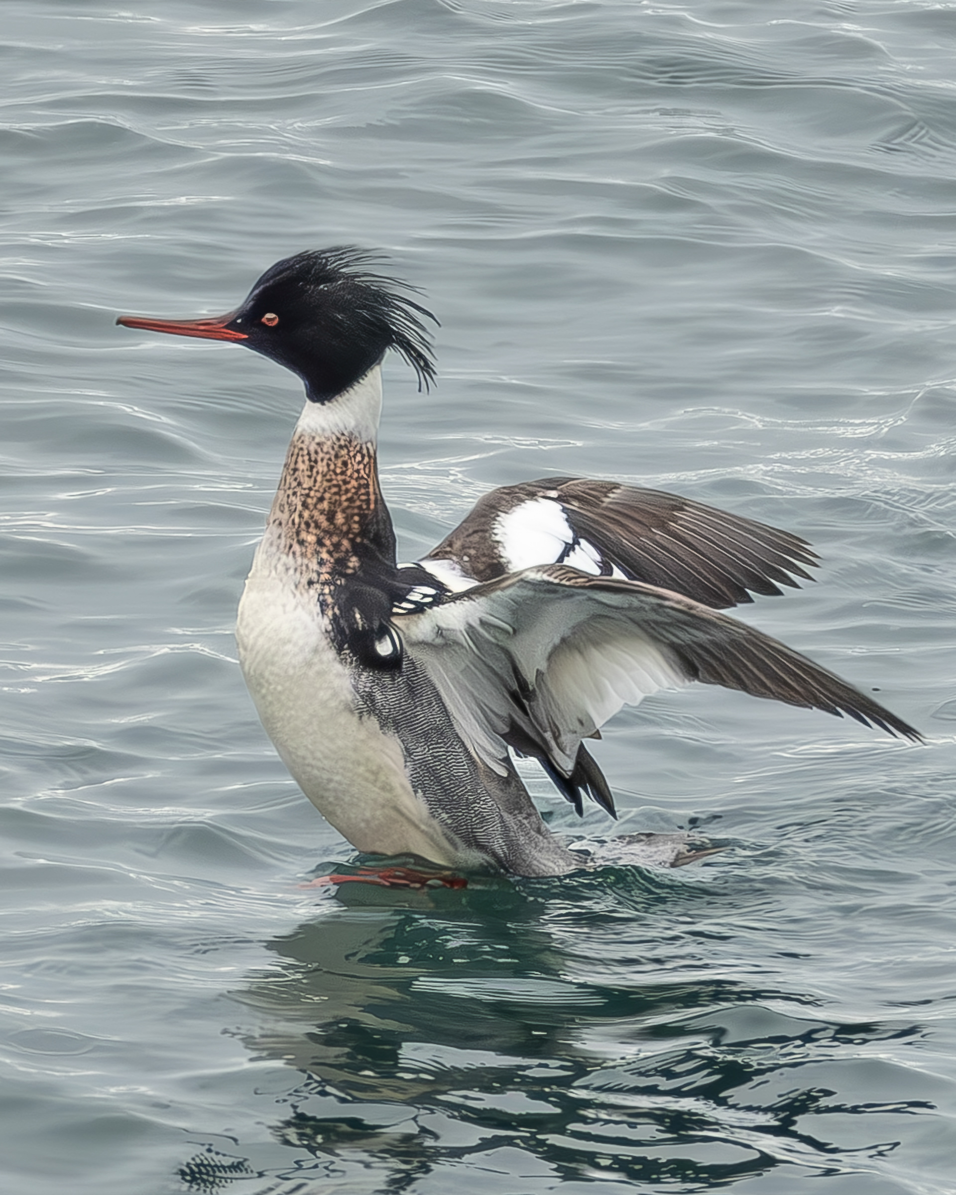 Red-breasted Merganser, Iceberg Point