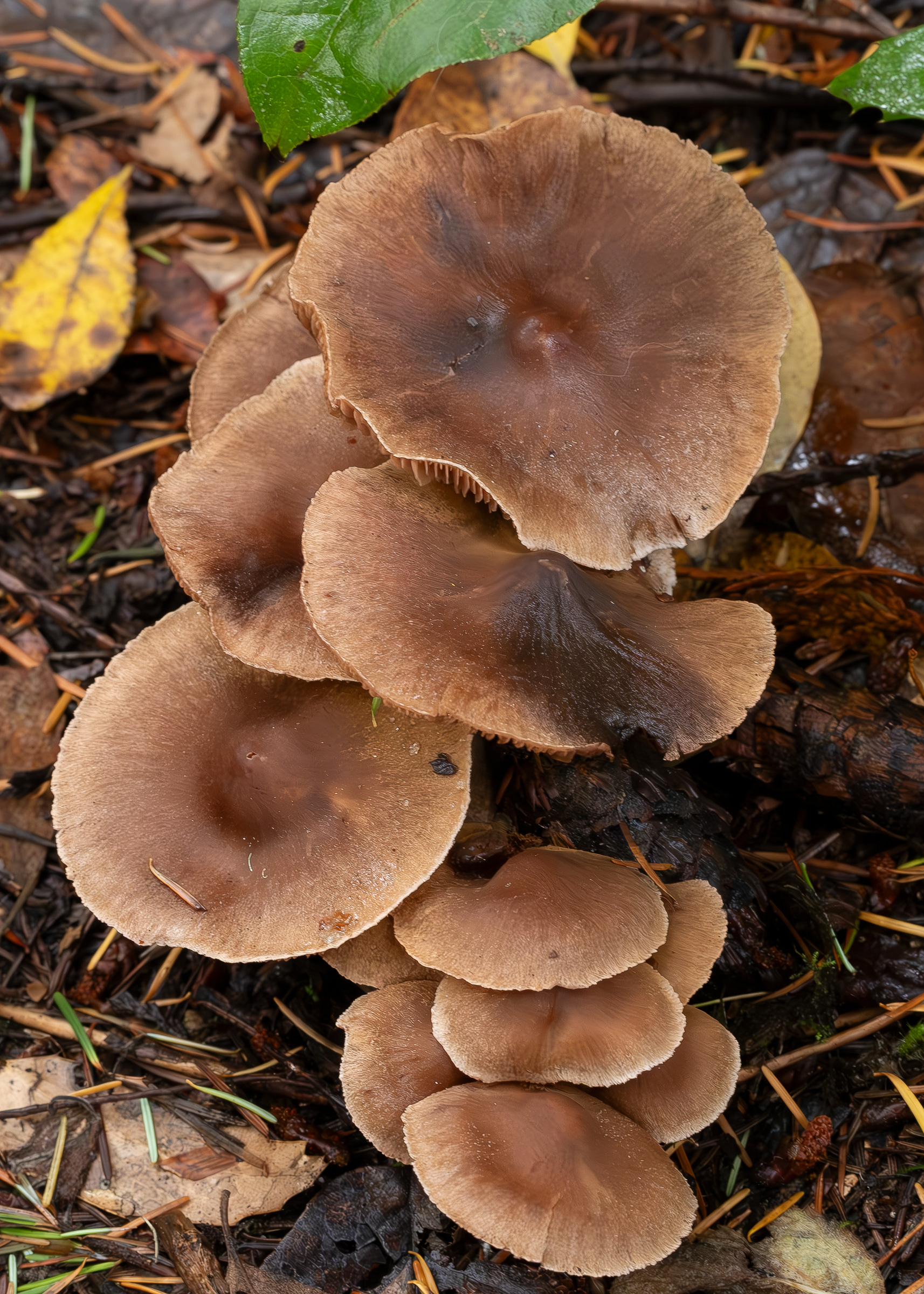Luxury caps (Gymnopus luxurians), Odlin Park