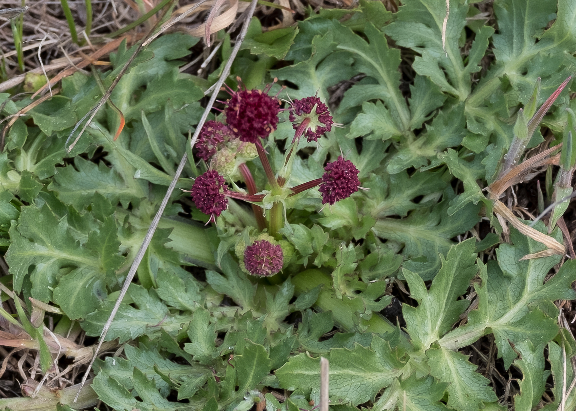 Purple sanicle (Sanicula bipinnatifida), Chadwick Hill