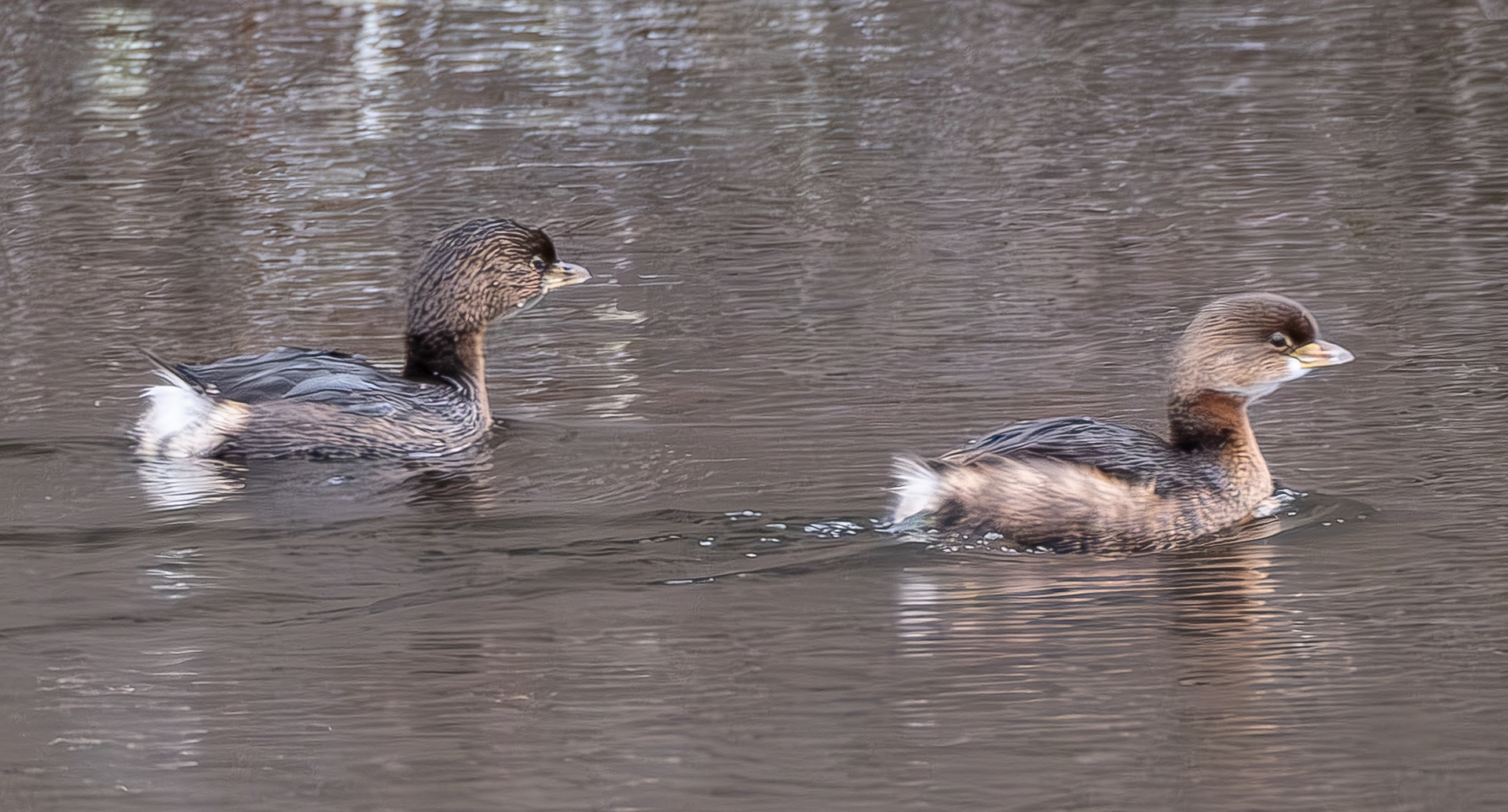 Pied-bill Grebes, Goodrow's Pond