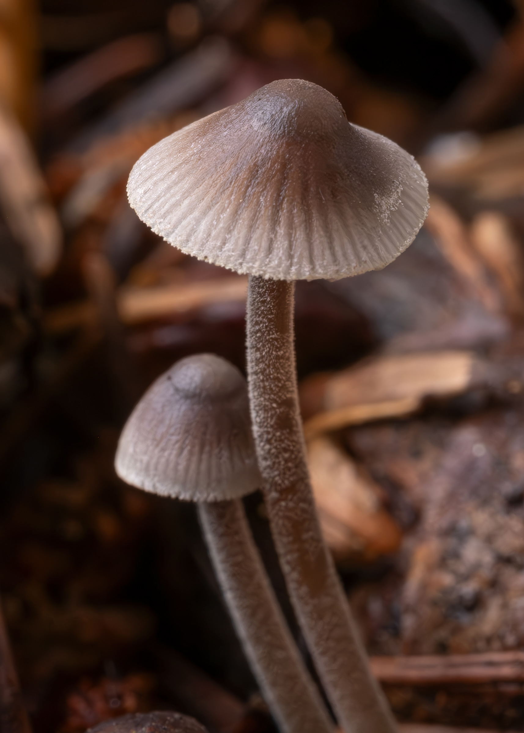 Burgundydrop bonnet (Mycena haematopus), Kjargaard Road