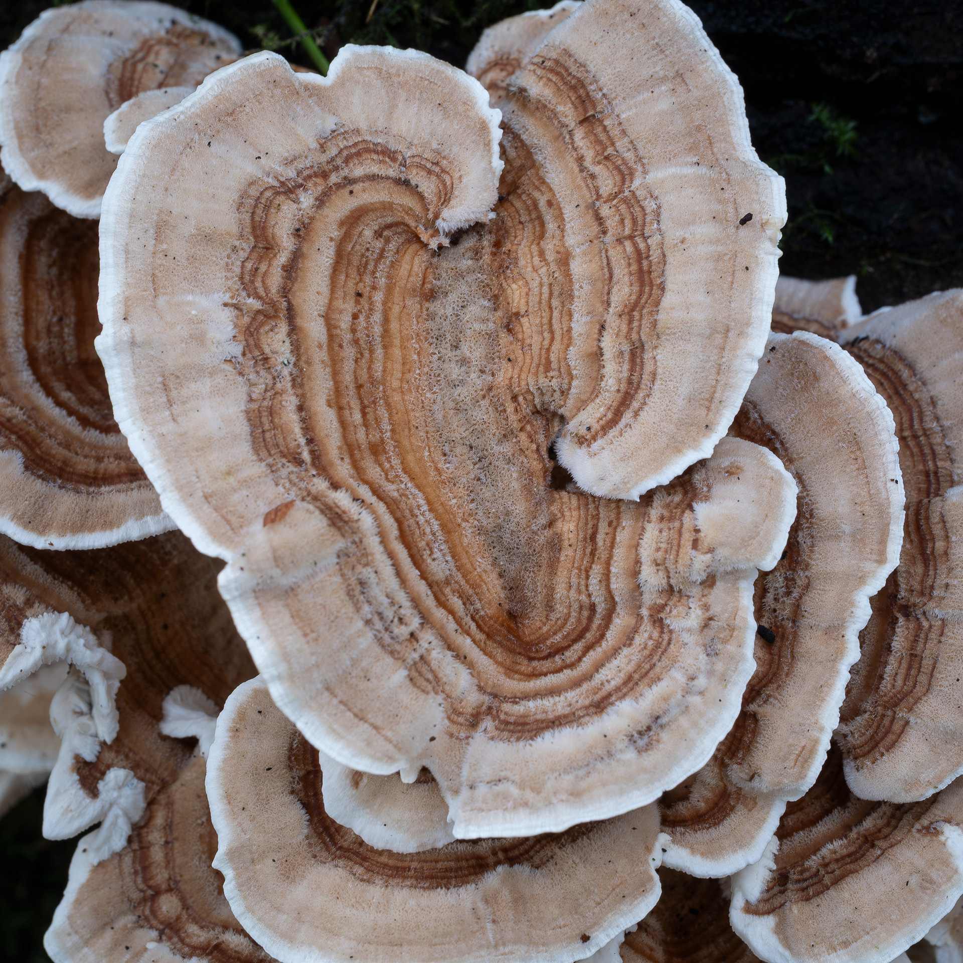 Ochre Bracket (Trametes ochracea), Upright Channel Preserve