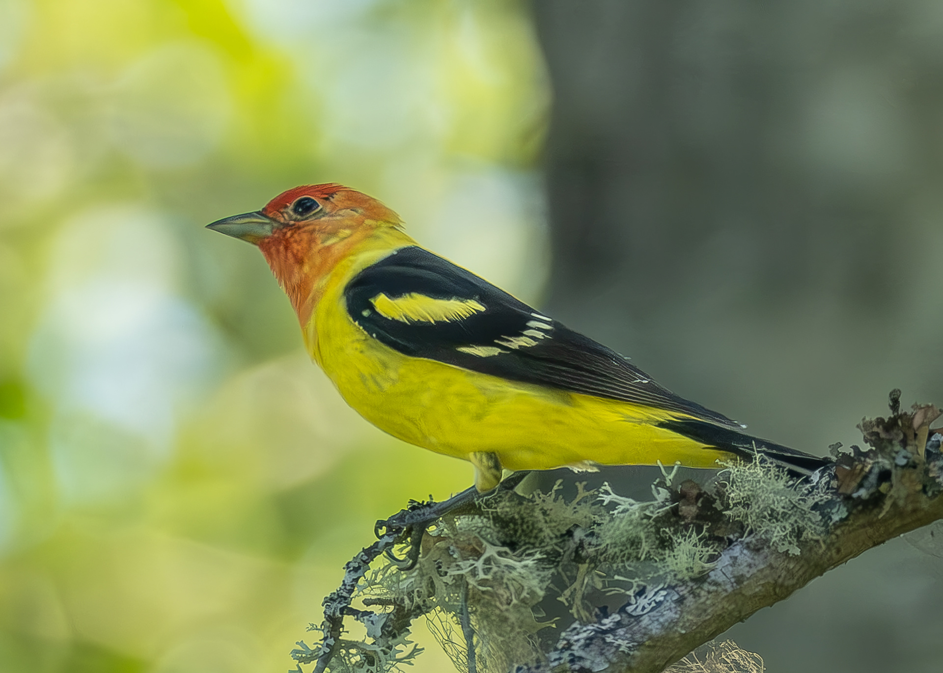 Western Tanager, Hummel Lake Preserve