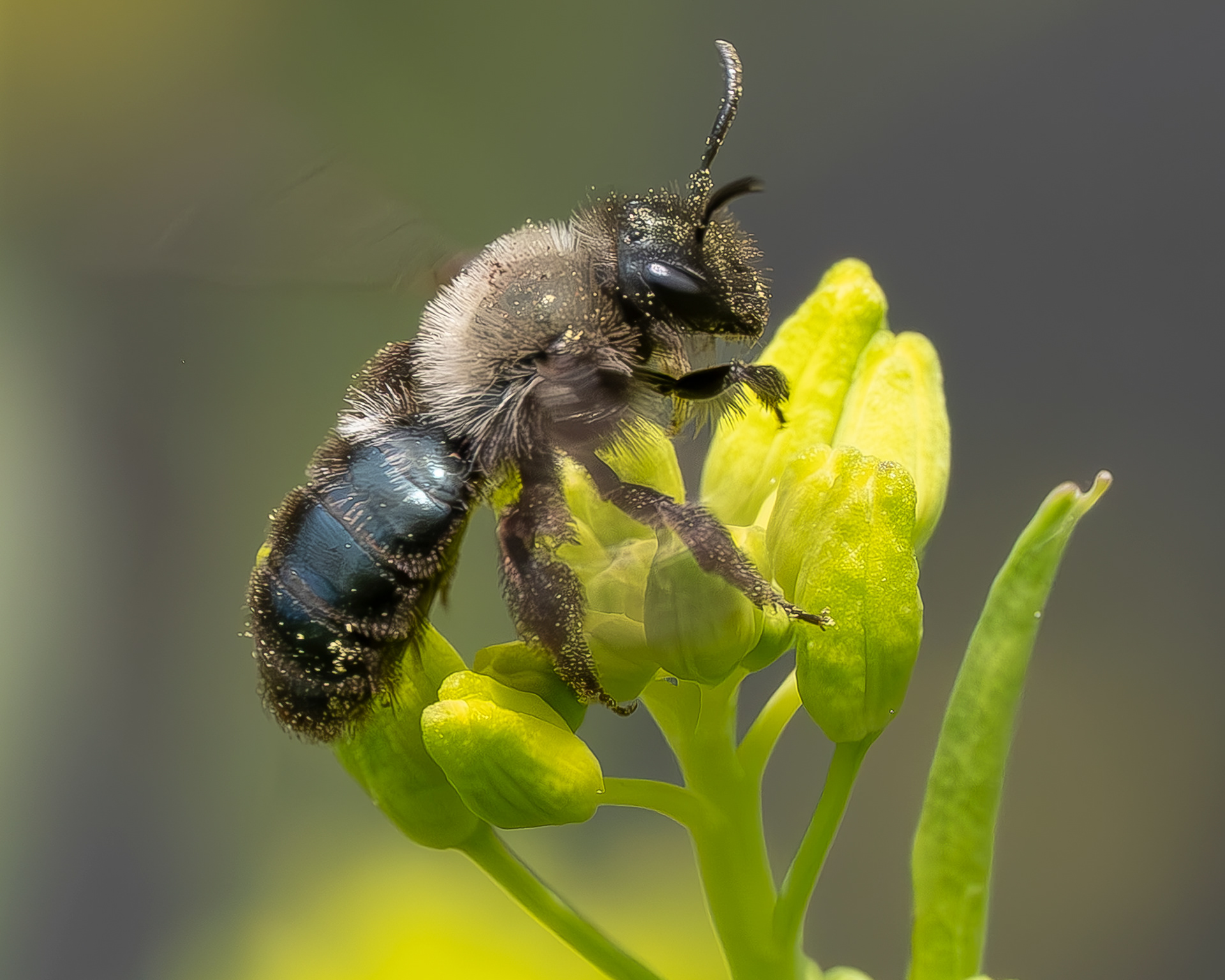 Blue Orchard bee (Osmia lignaria), Kjargaard Road